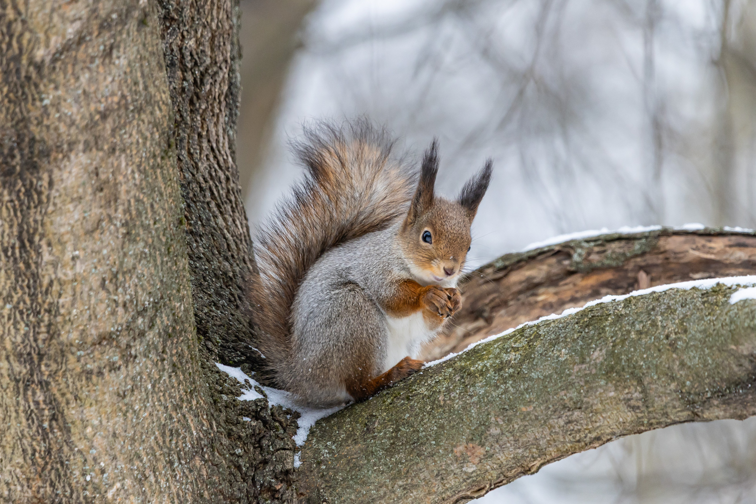 Природа. Фотограф Владимир Охрименко