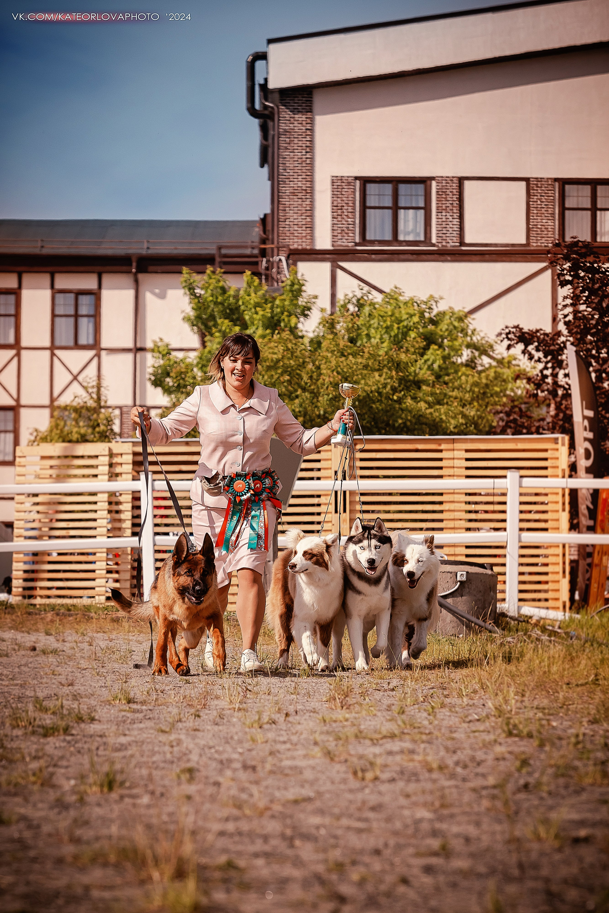 Фотосъемка собак, щенков, на выставках, фотограф анималист Россия воронеж. Питомник собак Акита, Хаски, Корги