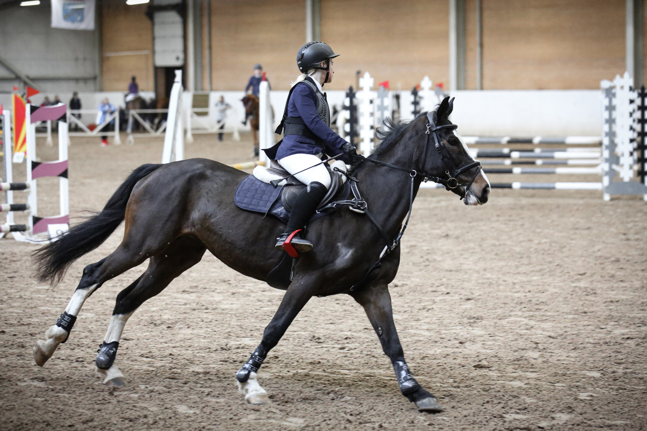 Лошади Евы Демидовой. Ева Демидова. Спортсмен по конкуру в Санкт-Петербуре