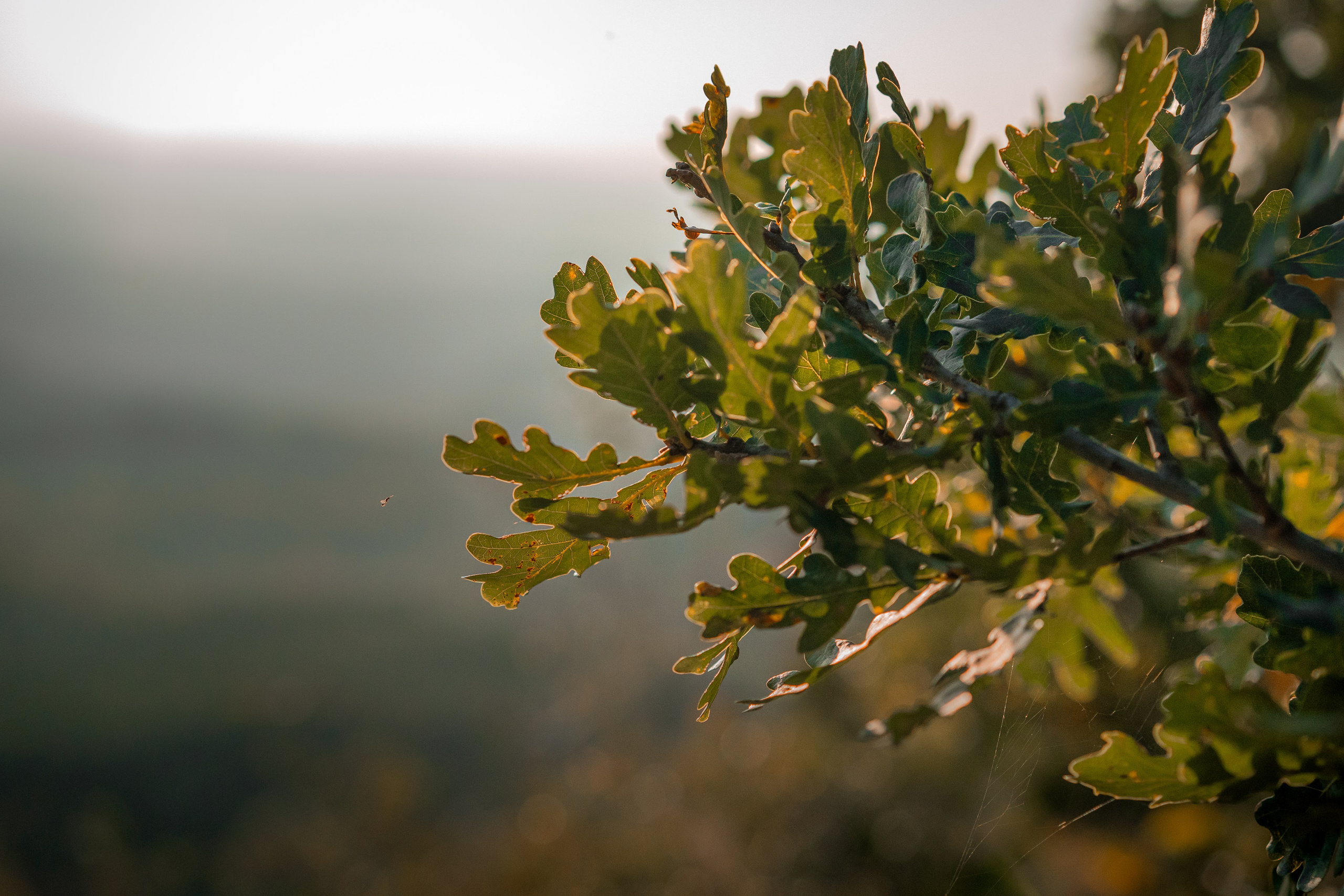 Кисловодск, терренкуры национального парка. Юля Дэй • Фотограф, Санкт-Петербург