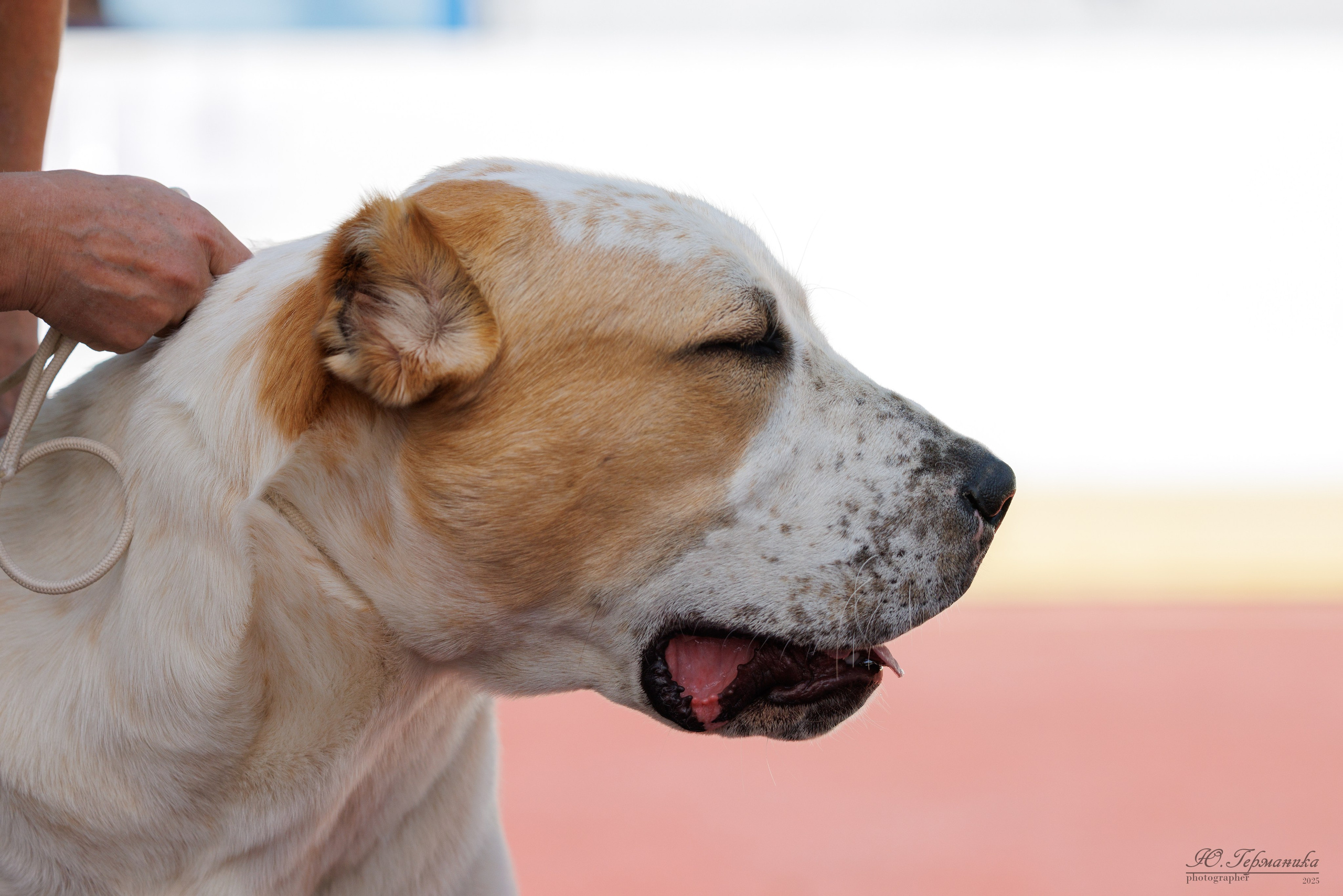 Коломна 30.08.2025. Фотограф-анималист Юлия Германика