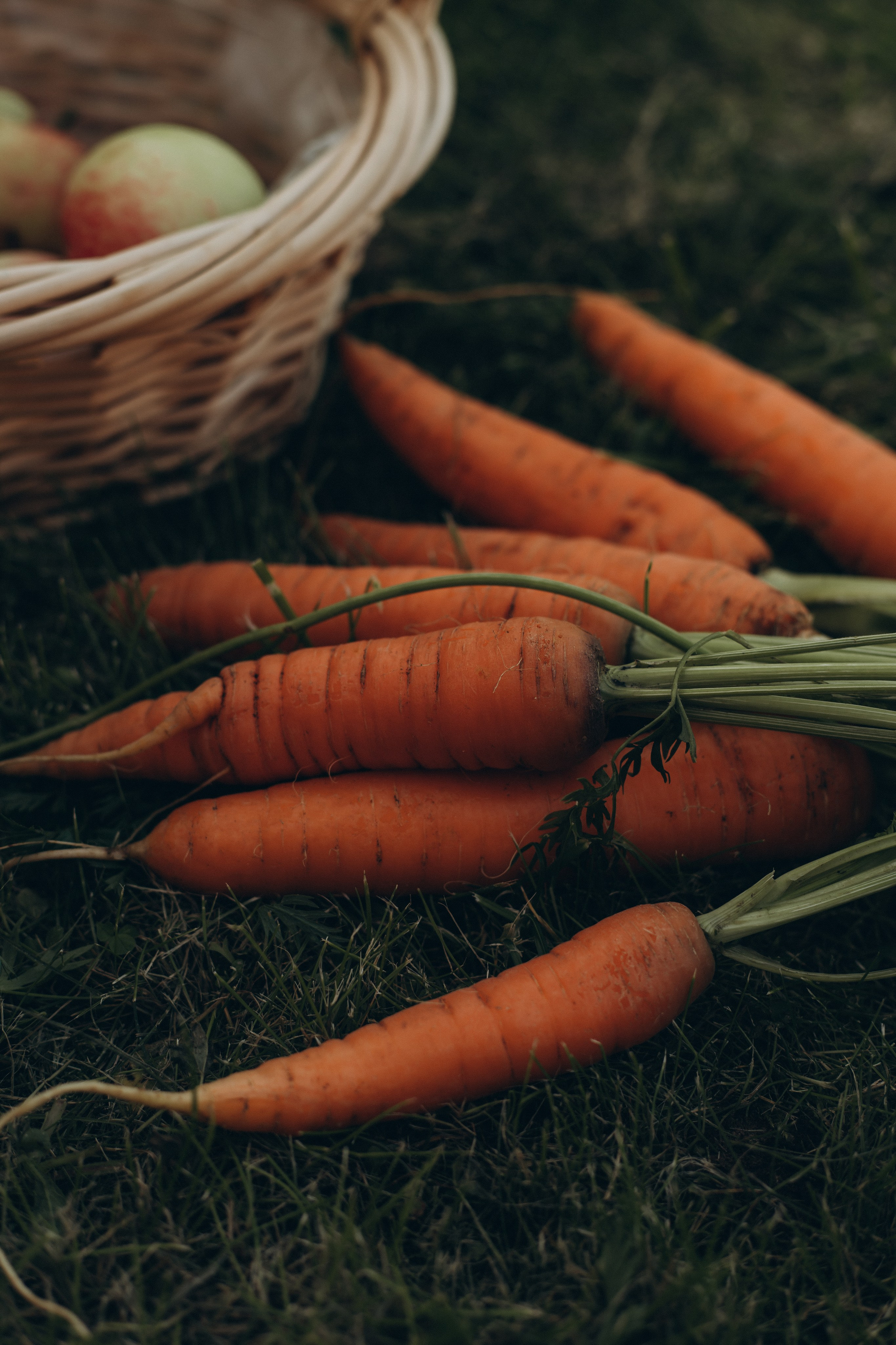 Морковная история 🥕🧡. Услуги