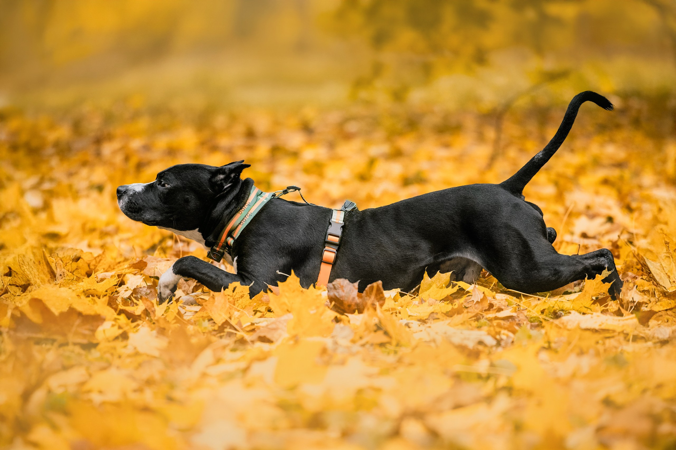 Собаки из приюта Дубовая роща осень 2025. Фотограф-анималист Татьяна Степанова