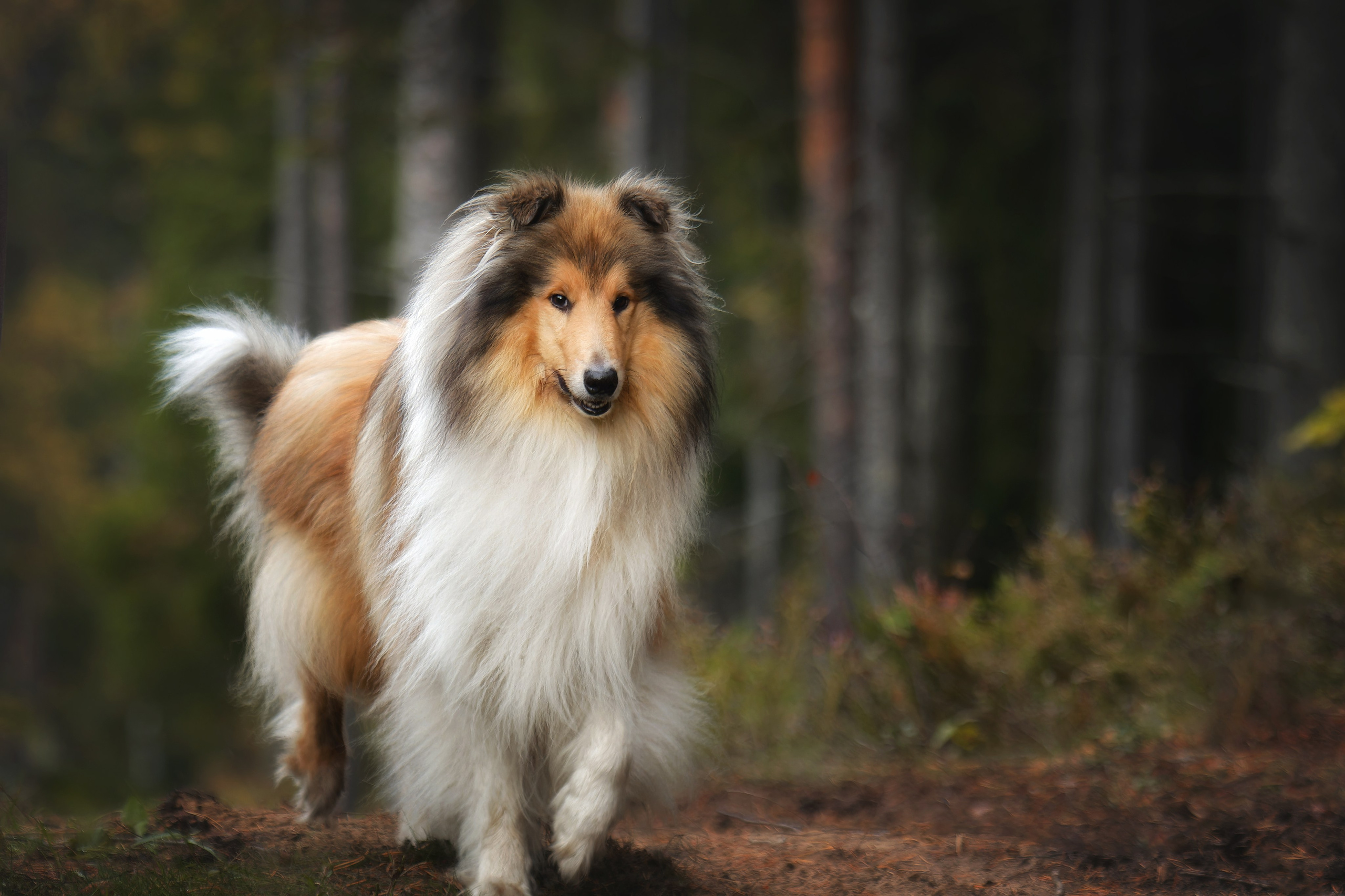 Собаки. Фотограф-анималист Юлия Зубкова