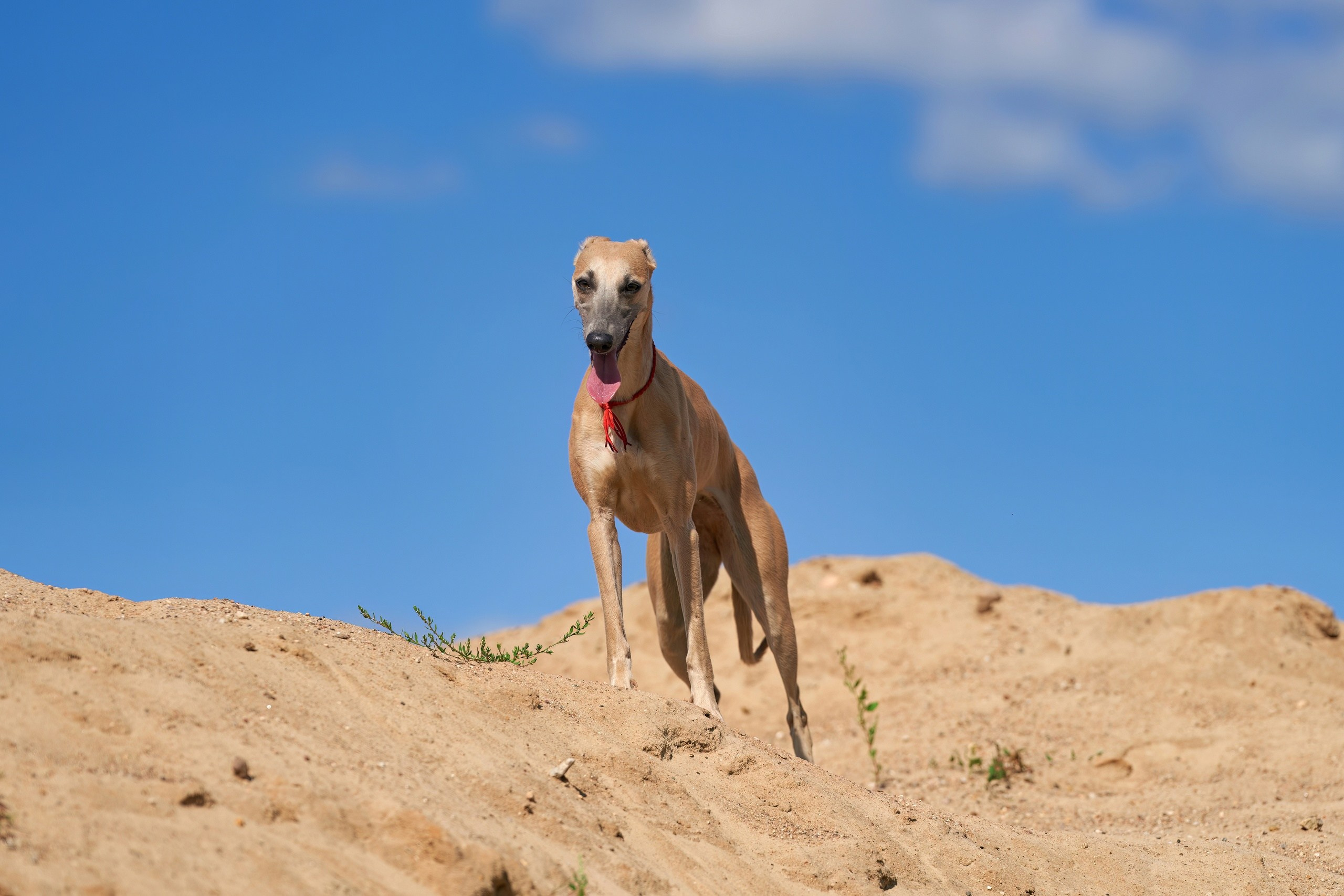 Фотосессии. Фотограф-анималист Михаил Манухин