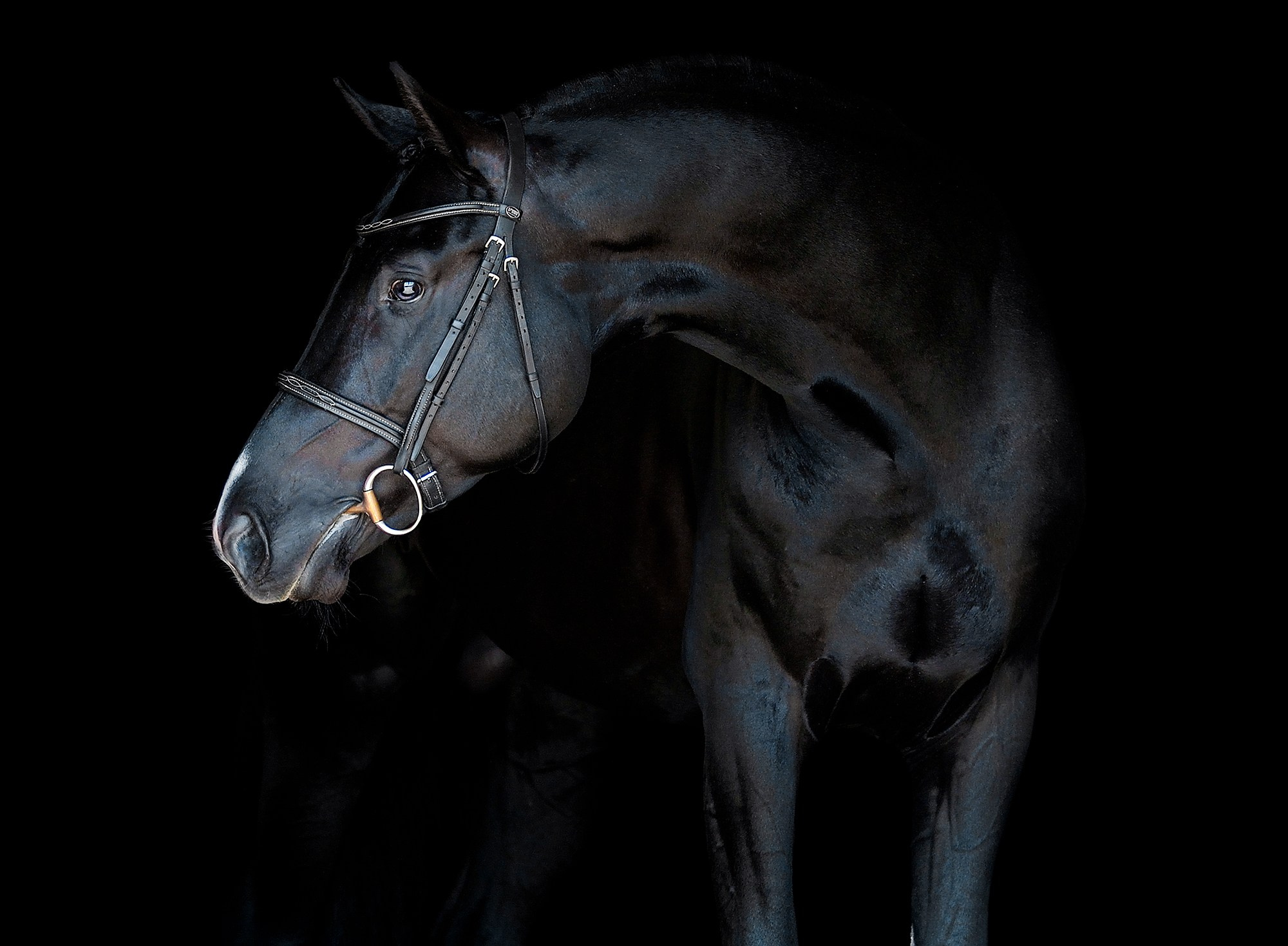 Черный фон. Конный фотограф Alesya Safe