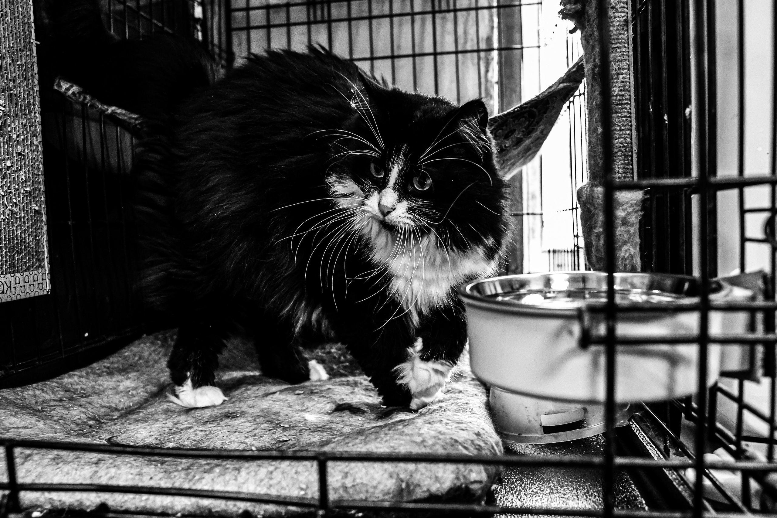 МУР КОША. Ekaterina Ageeva