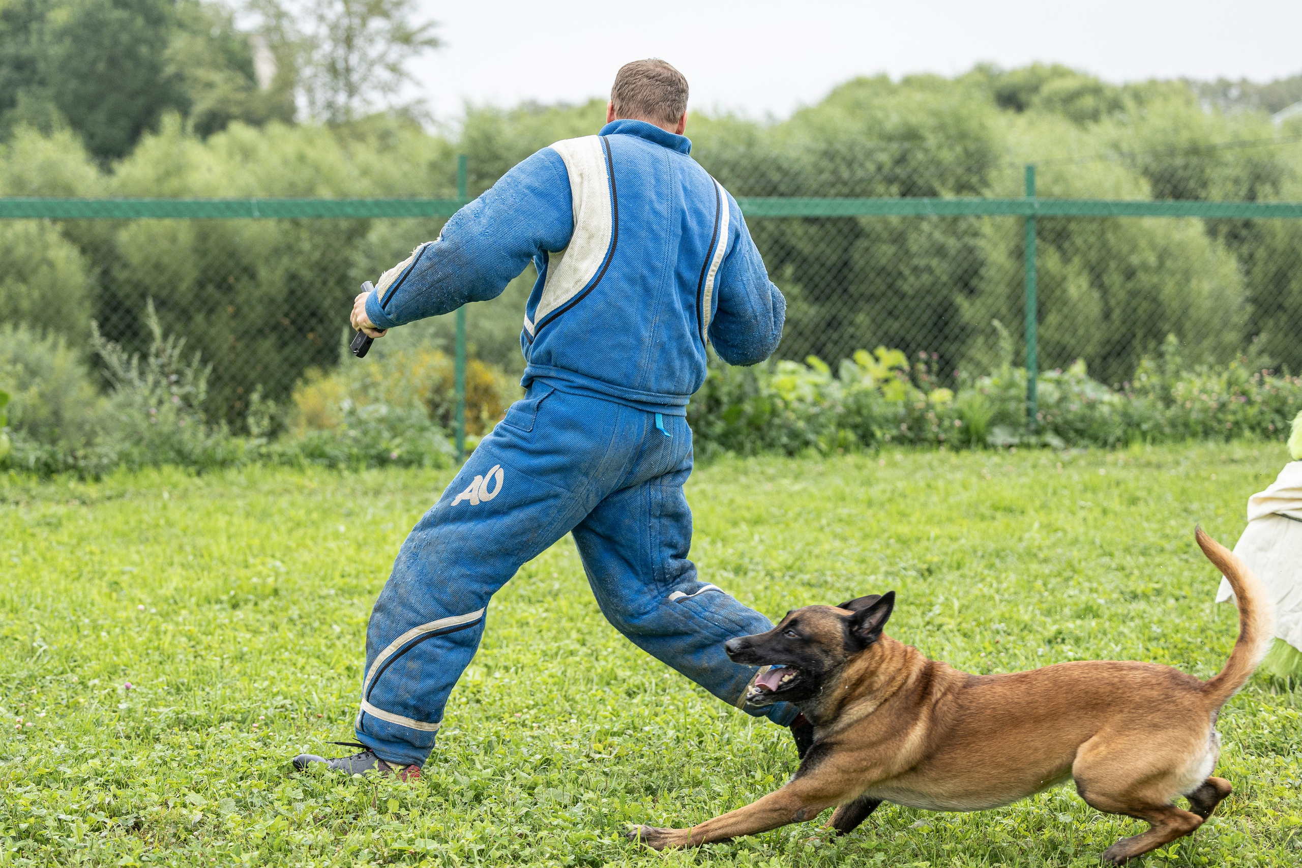 Соревнования по Мондьорингу г. Вологда 10-11.08.2024. Фотограф-анималист Анна Маринич