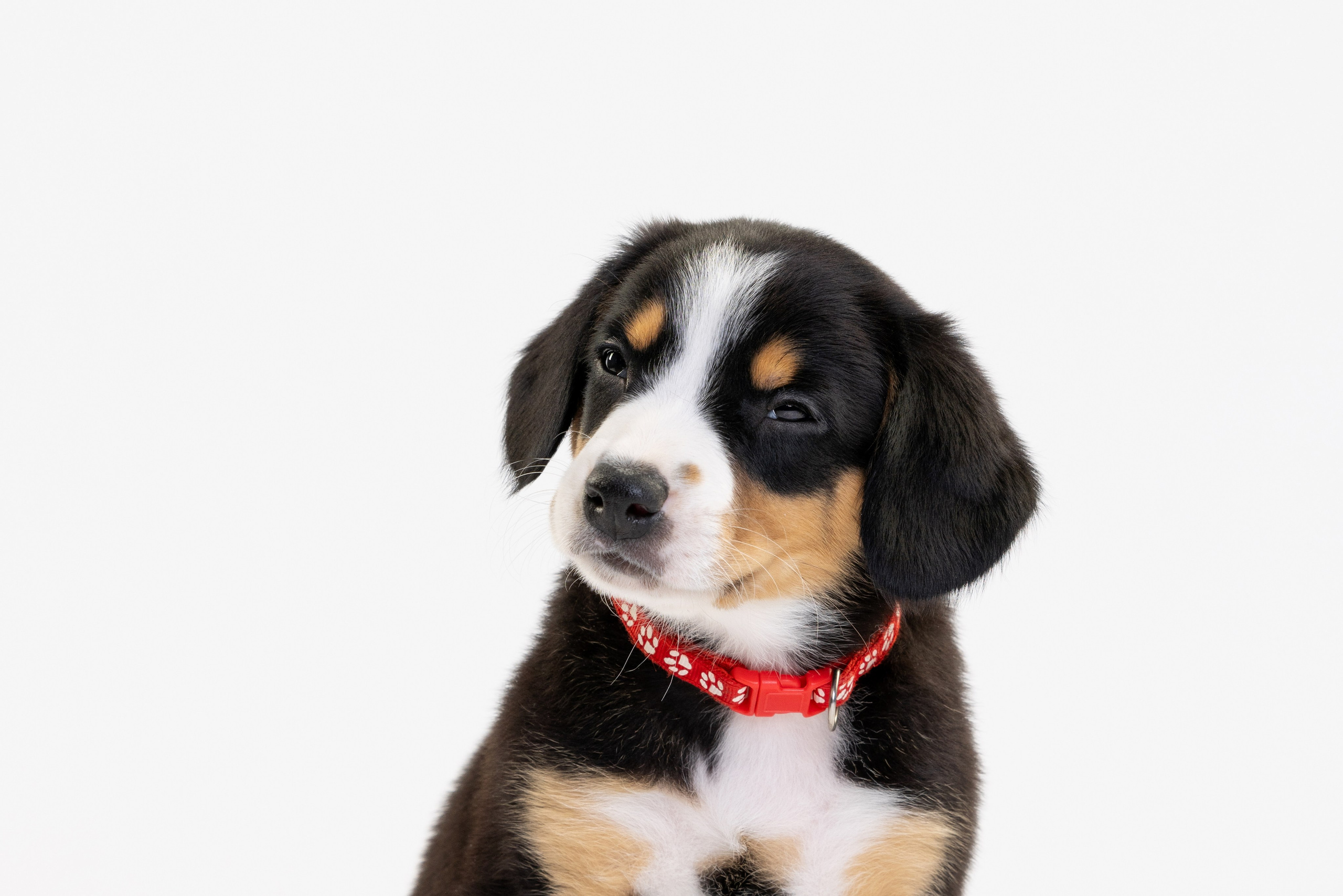 Энтлебухеры. Фотограф анималист Осипчикова Мария