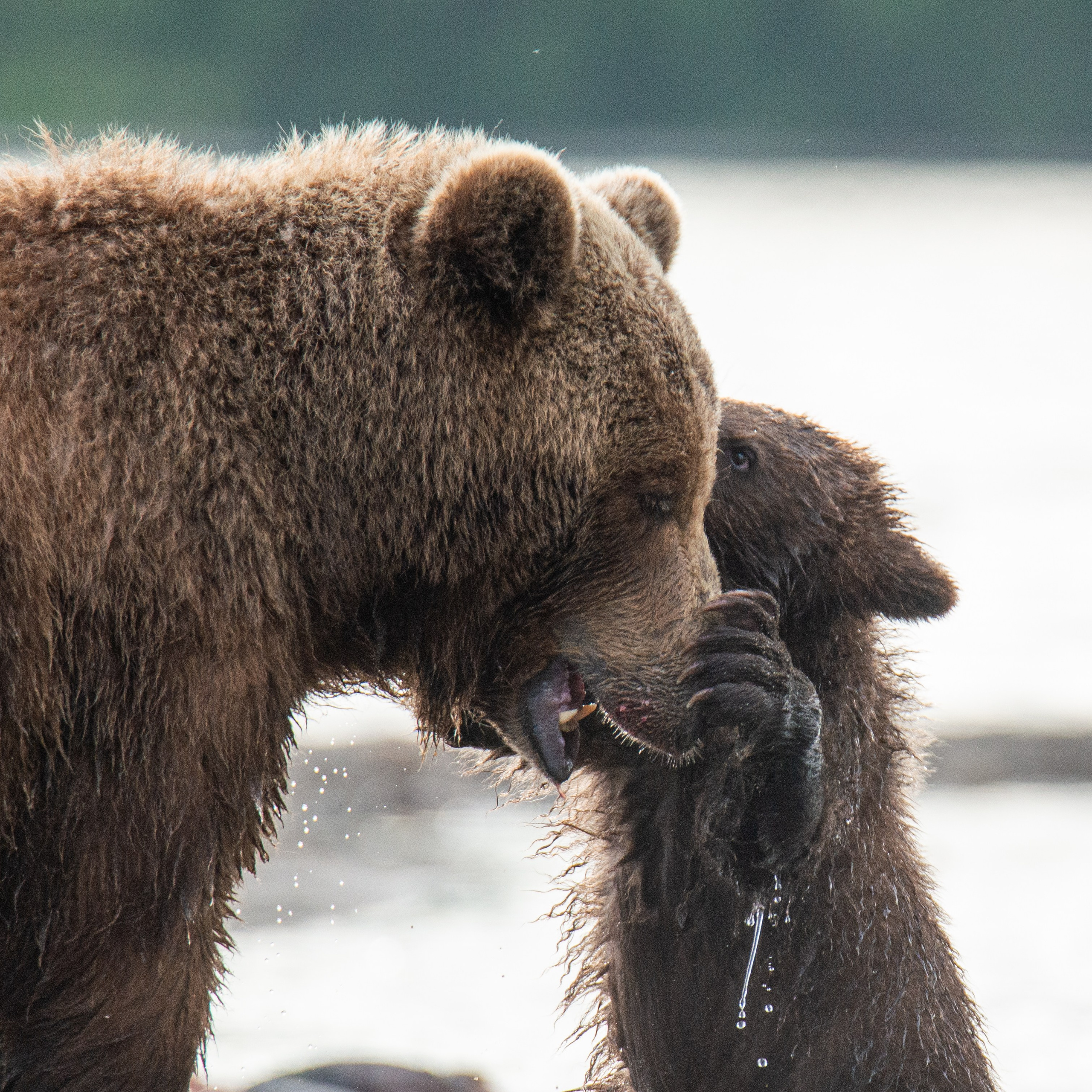 Камчатка — земля медведей. Игорь Иванко — Репортажный и событийный фотограф. Москва