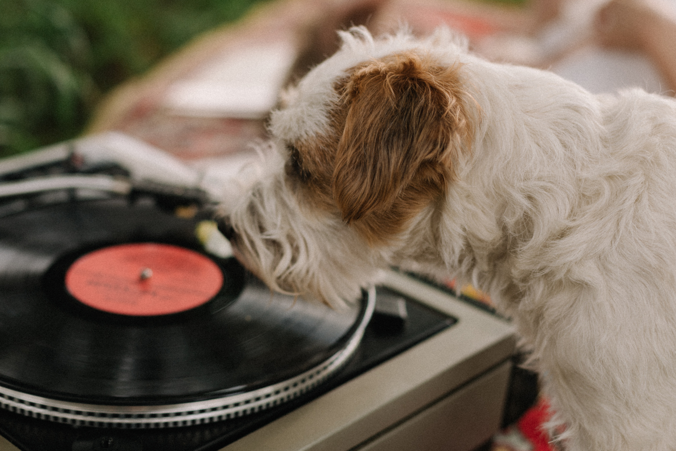 Jane Birkin. Свадебный фотограф в Ижевске Диля Ахмадишина