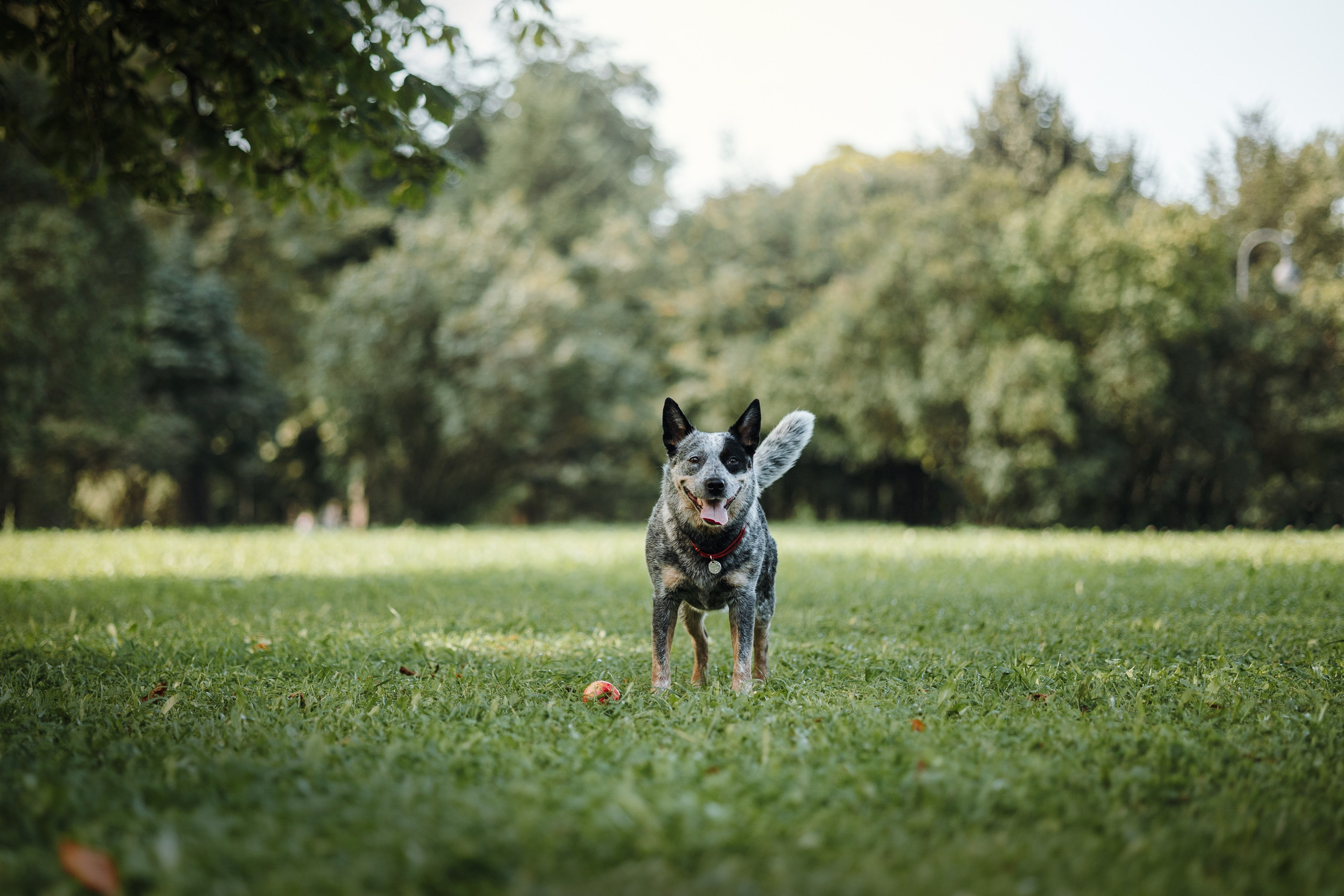 Кода и ее семья. Фотограф — Анималист | Санкт-Петербург