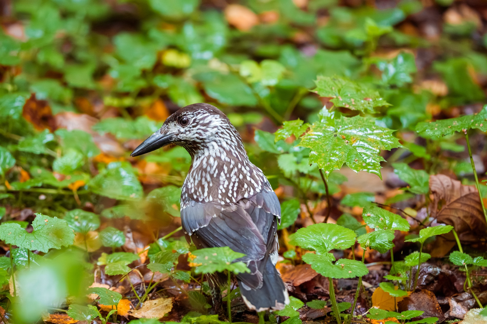 Удивительные мир птиц. Вокруг нас столько прекрасного — присмотритесь!. Ваш личный фотограф Марина Волкова