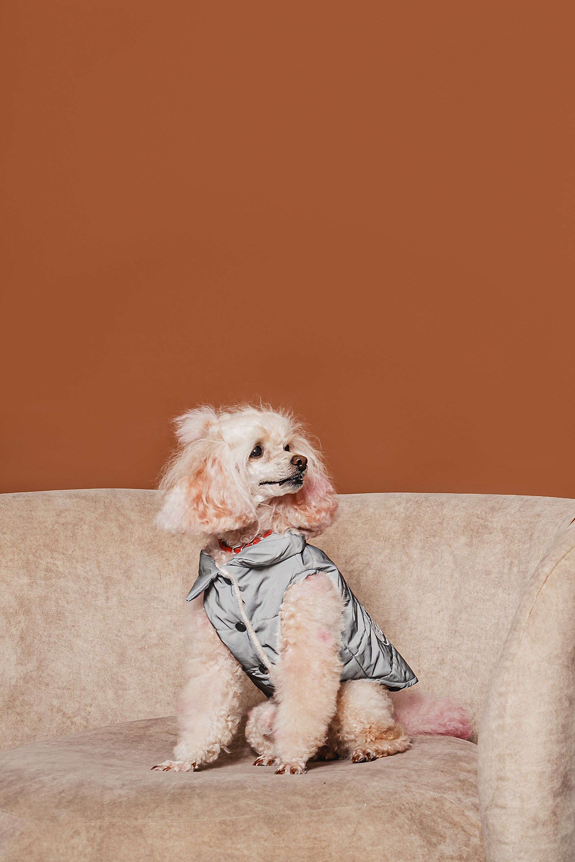 Съемка для бренда TEDDYBOY. Фотограф-анималист Татьяна Степанова