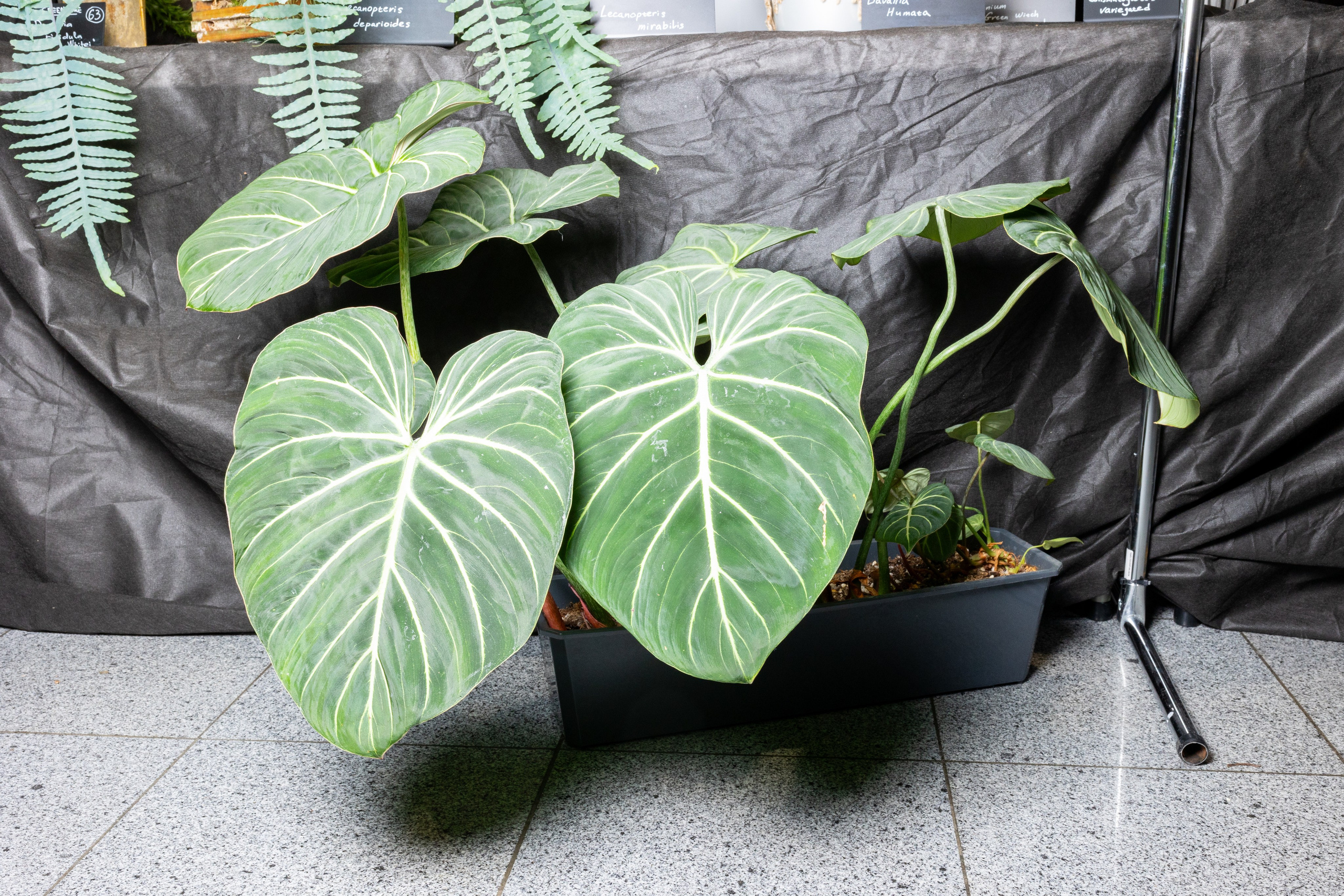 Монстериум 11–12 октября. Александра Куликова фотограф, Москва