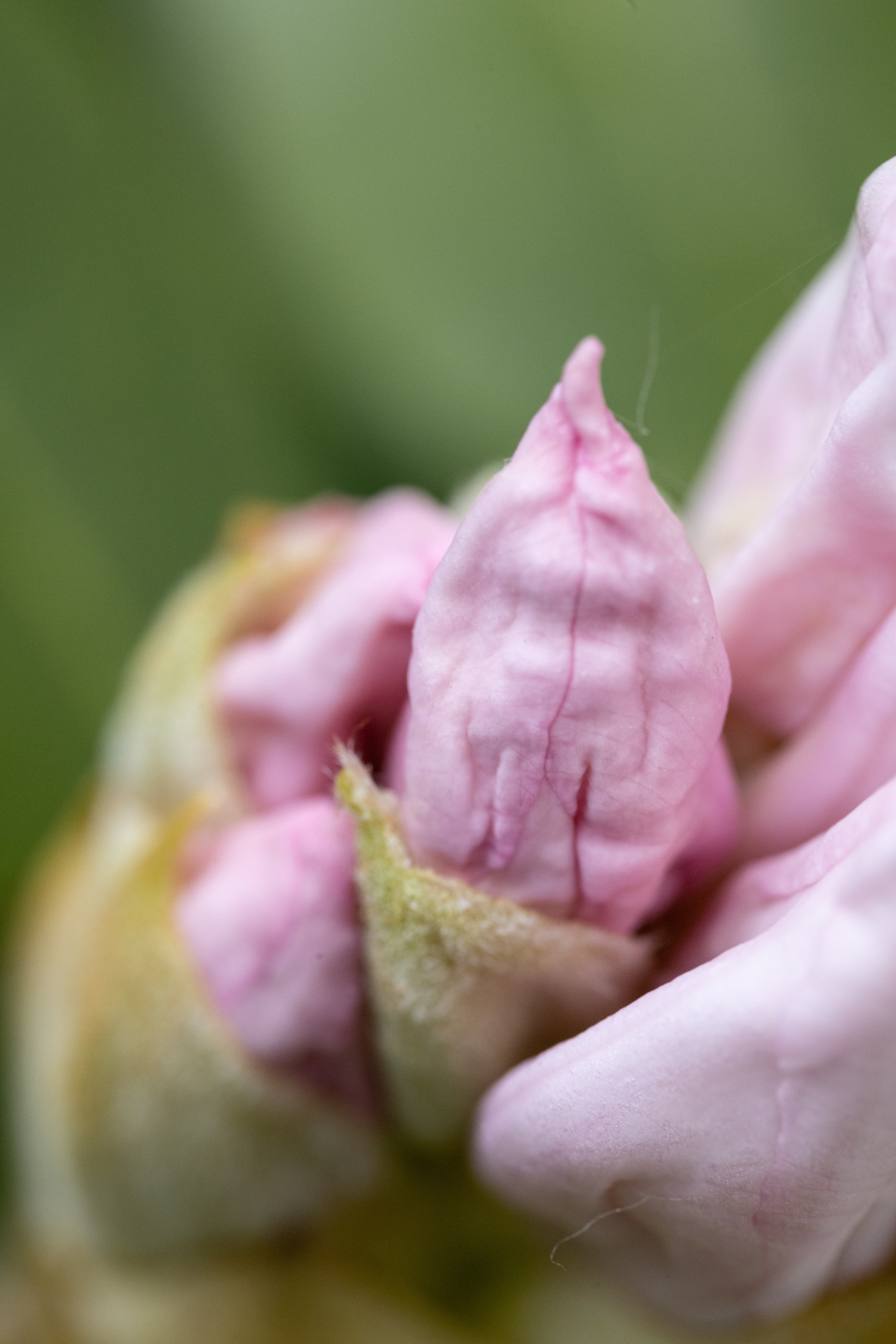 Macro. Фотограф на Юге России