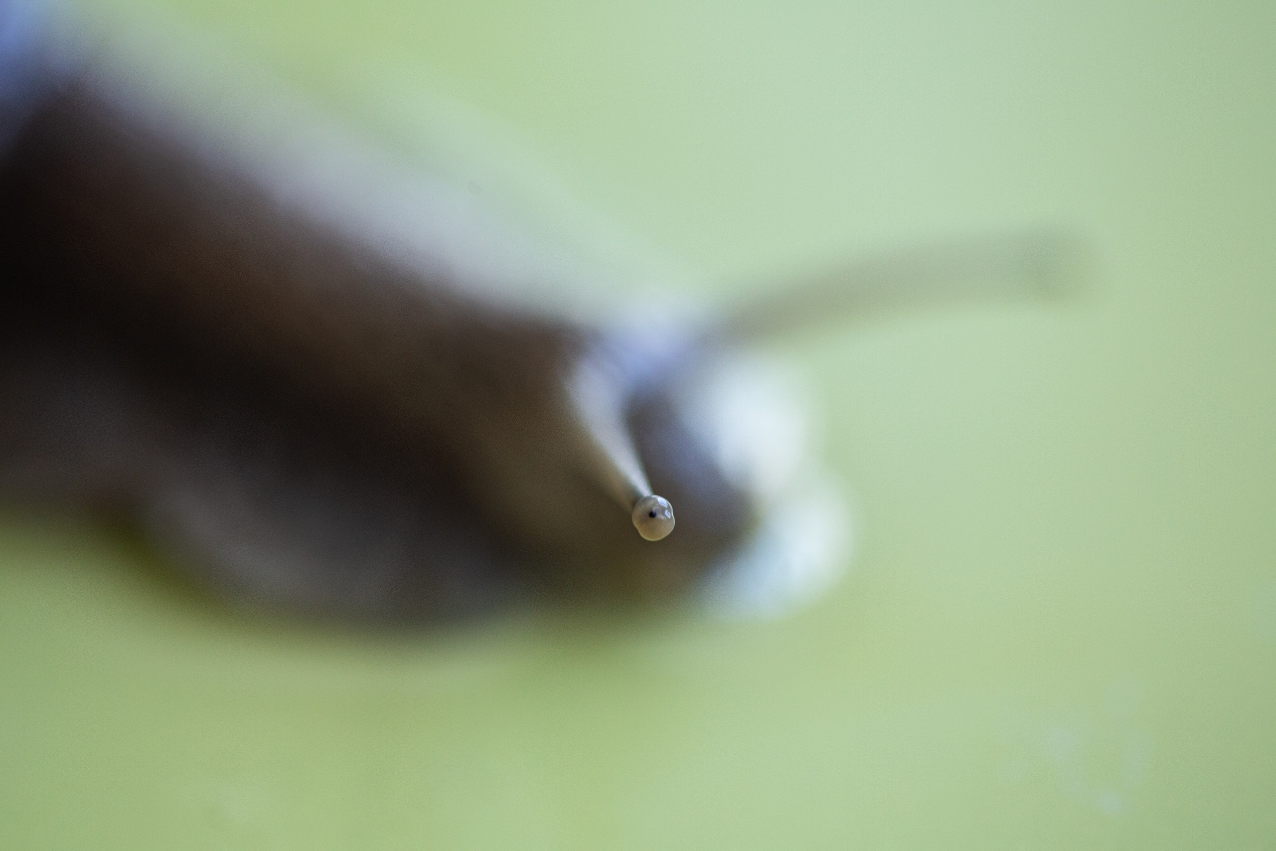 Фото Животных. Студия Максима Белослюдцева
