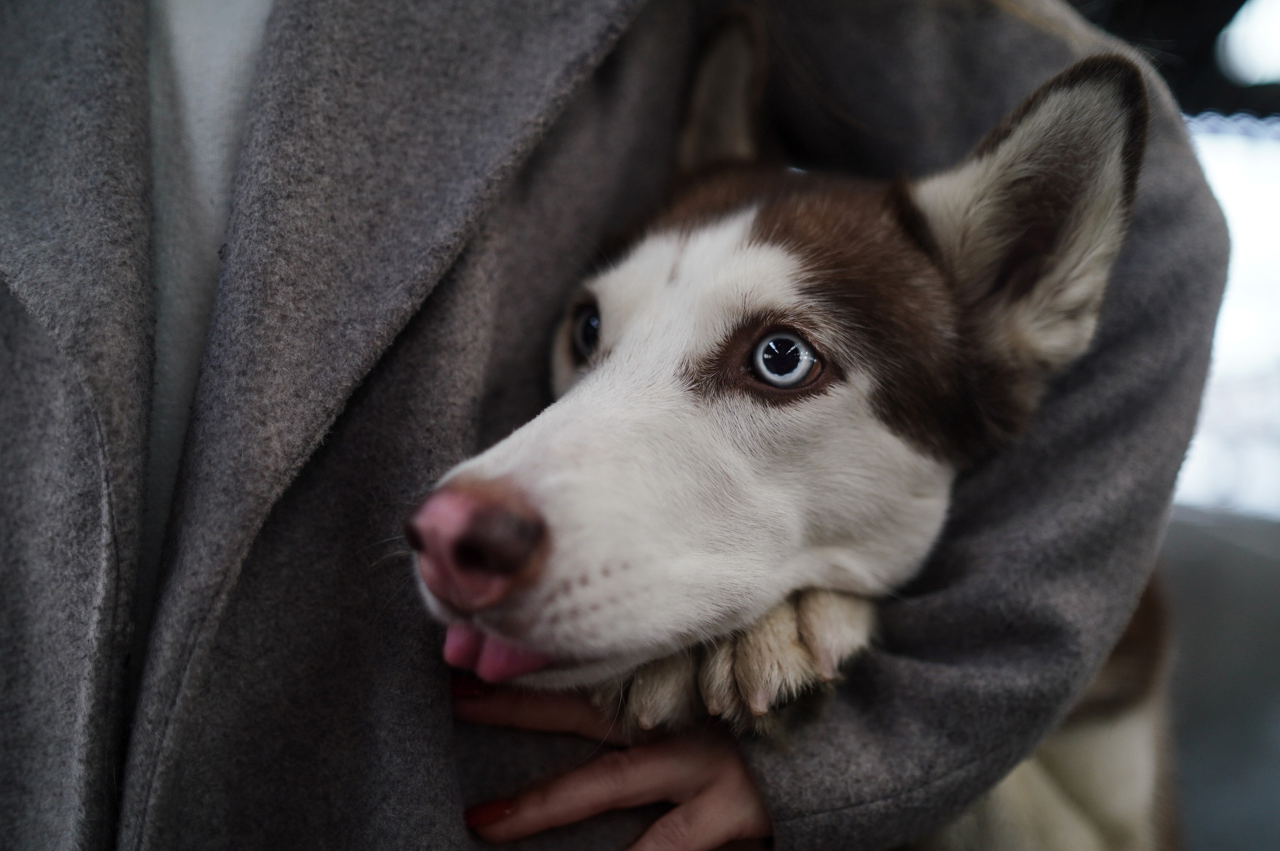 На вокзале. Фотограф анималист