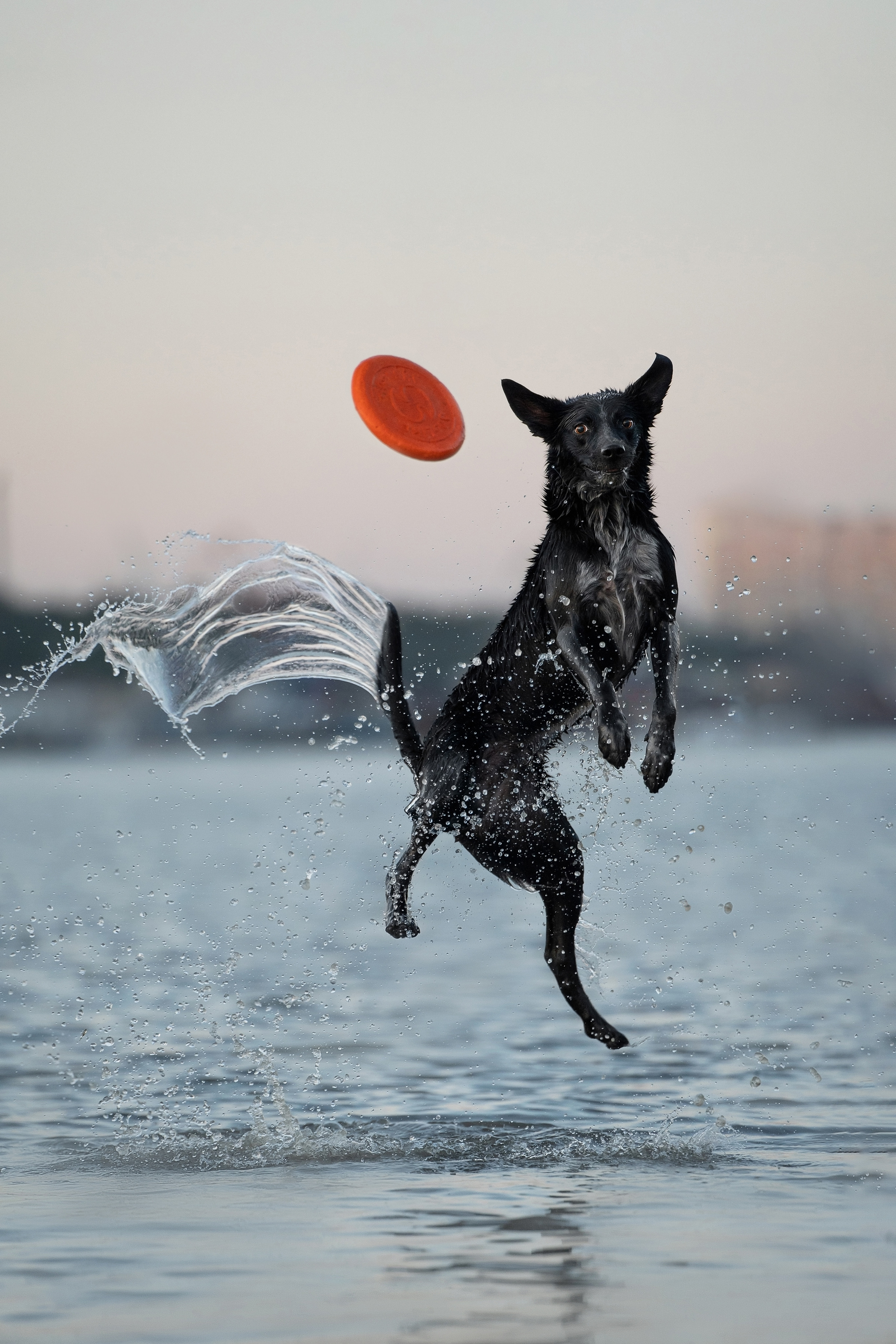 Фотограф анималист