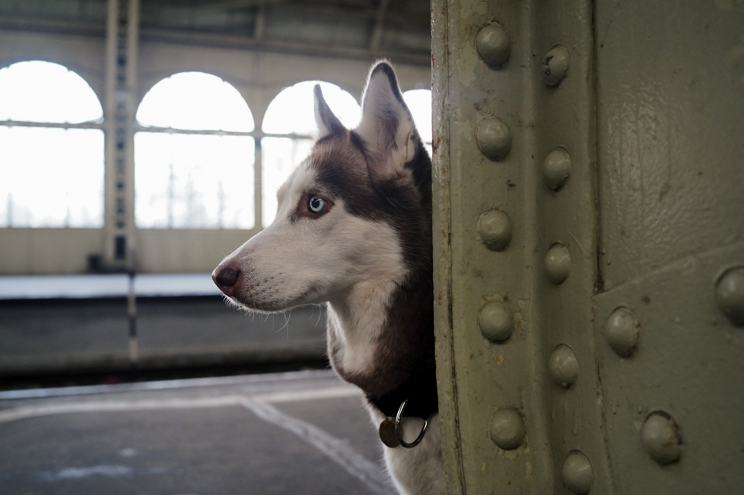 На вокзале. Фотограф анималист