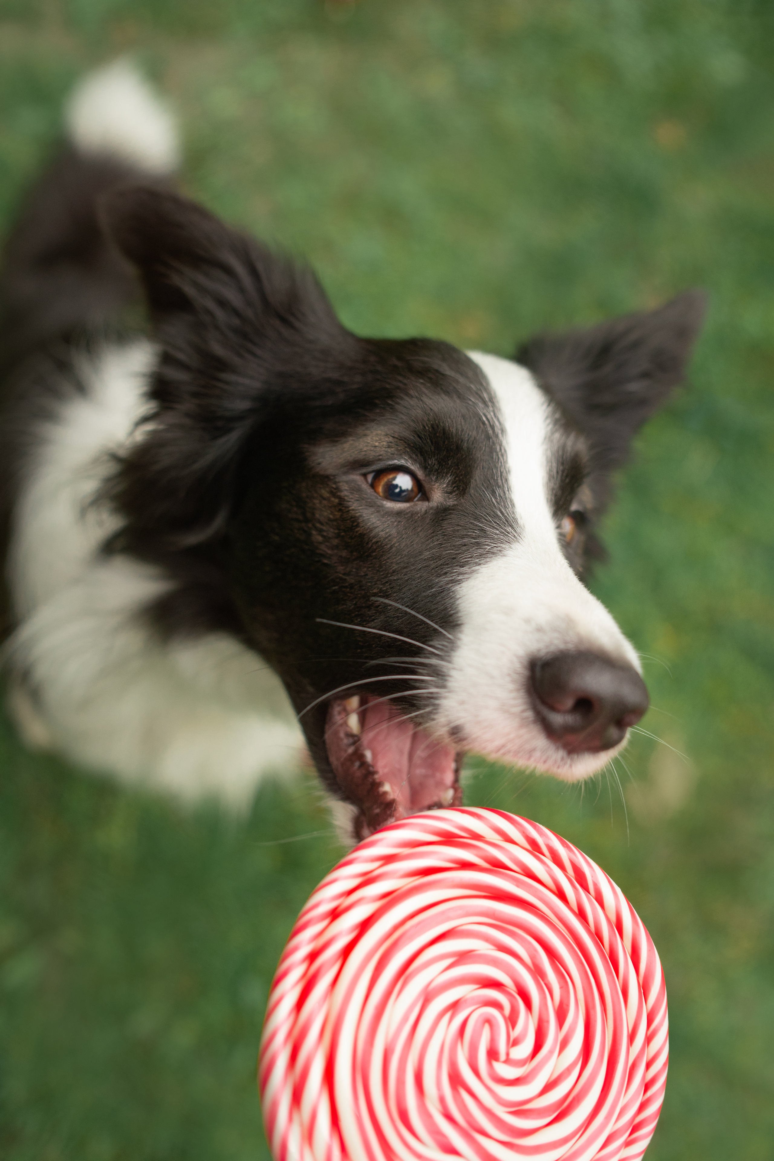 Новогодний Фиш. Фотограф анималист