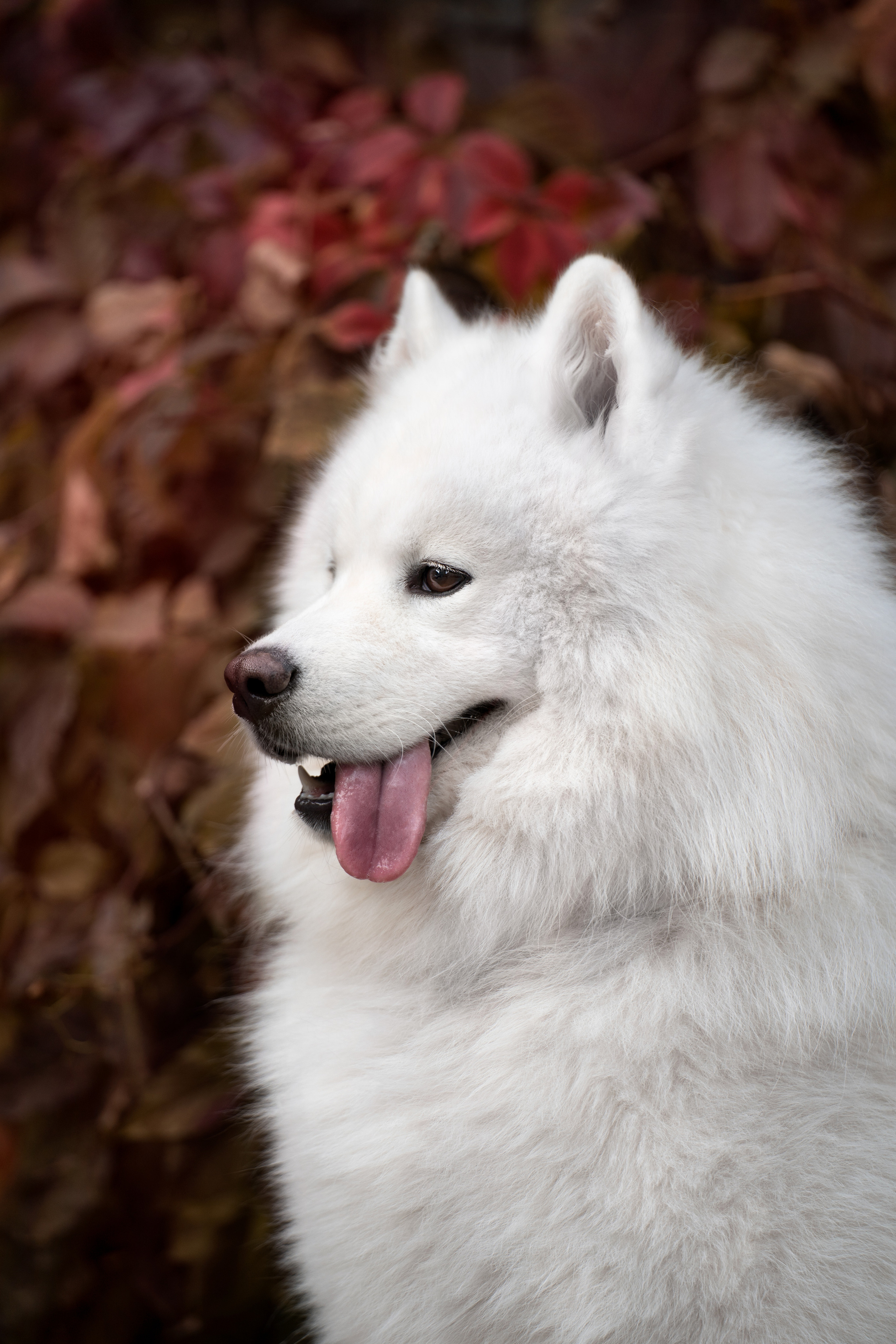 Белый и пушистый. Фотограф анималист