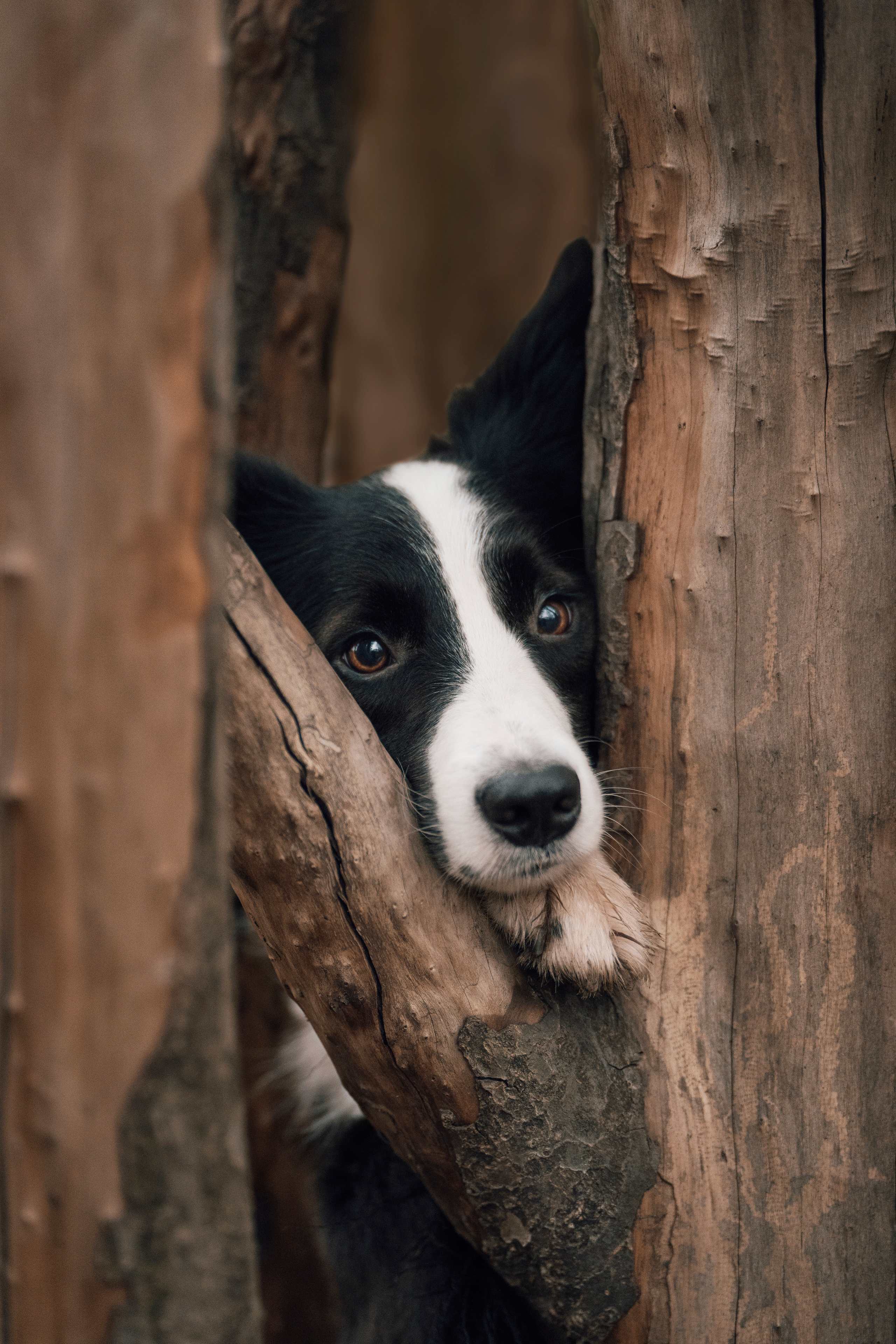 Новогодний Фиш. Фотограф анималист