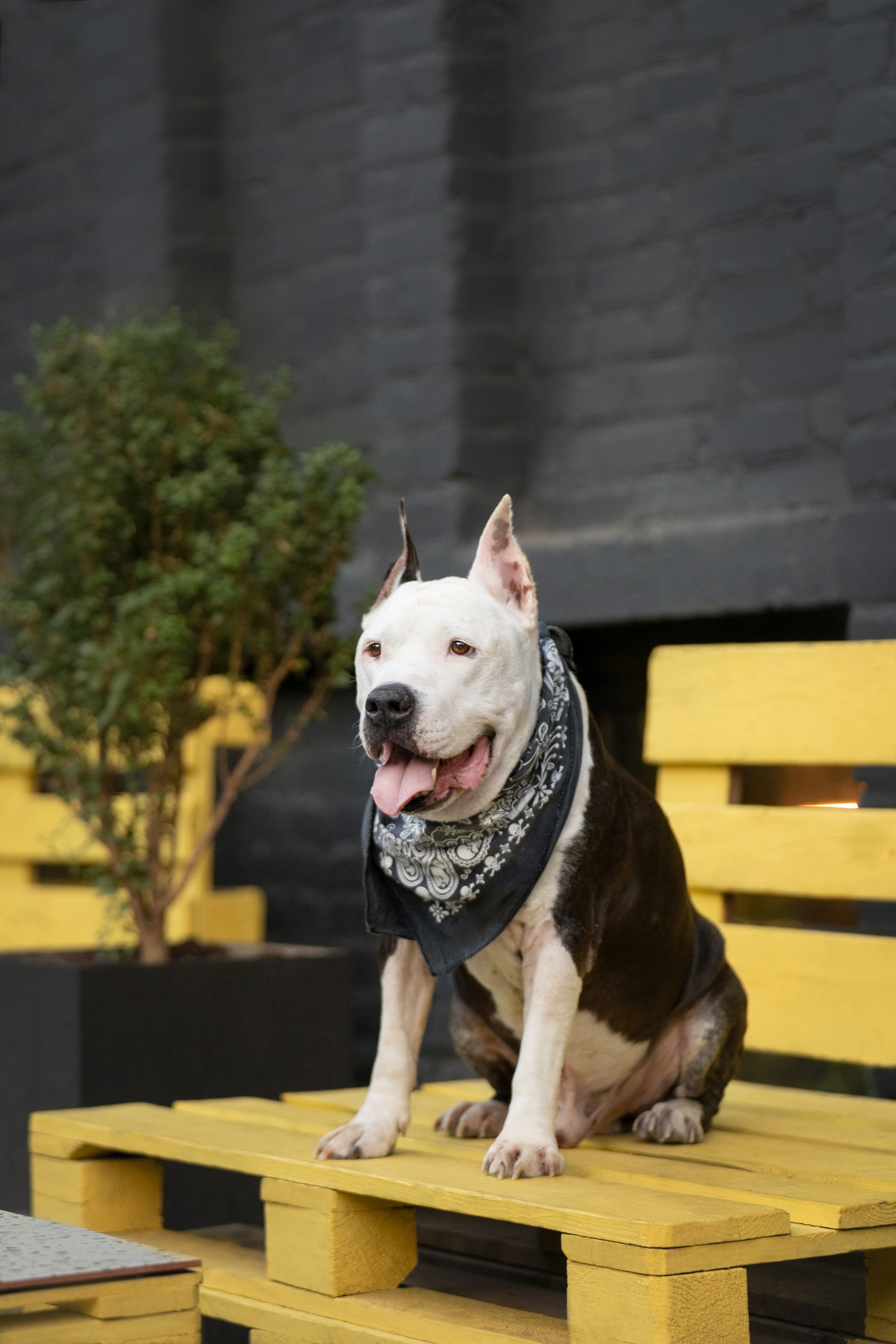 Оля и Пит в городе. Фотограф анималист