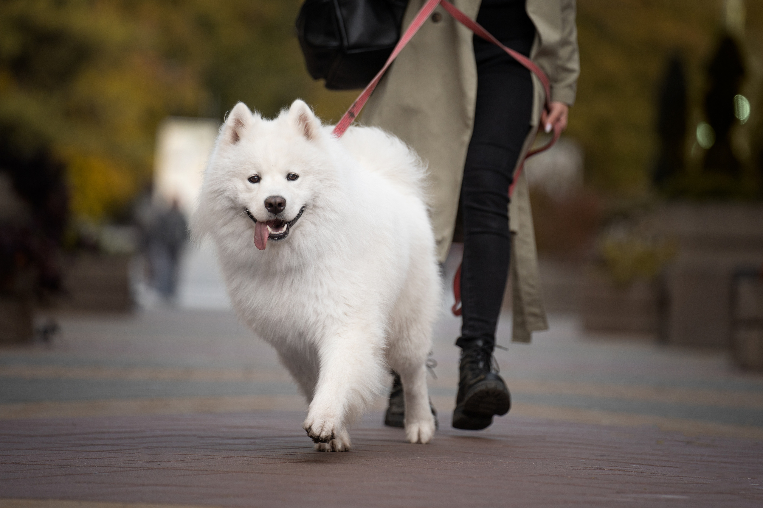 Белый и пушистый. Фотограф анималист