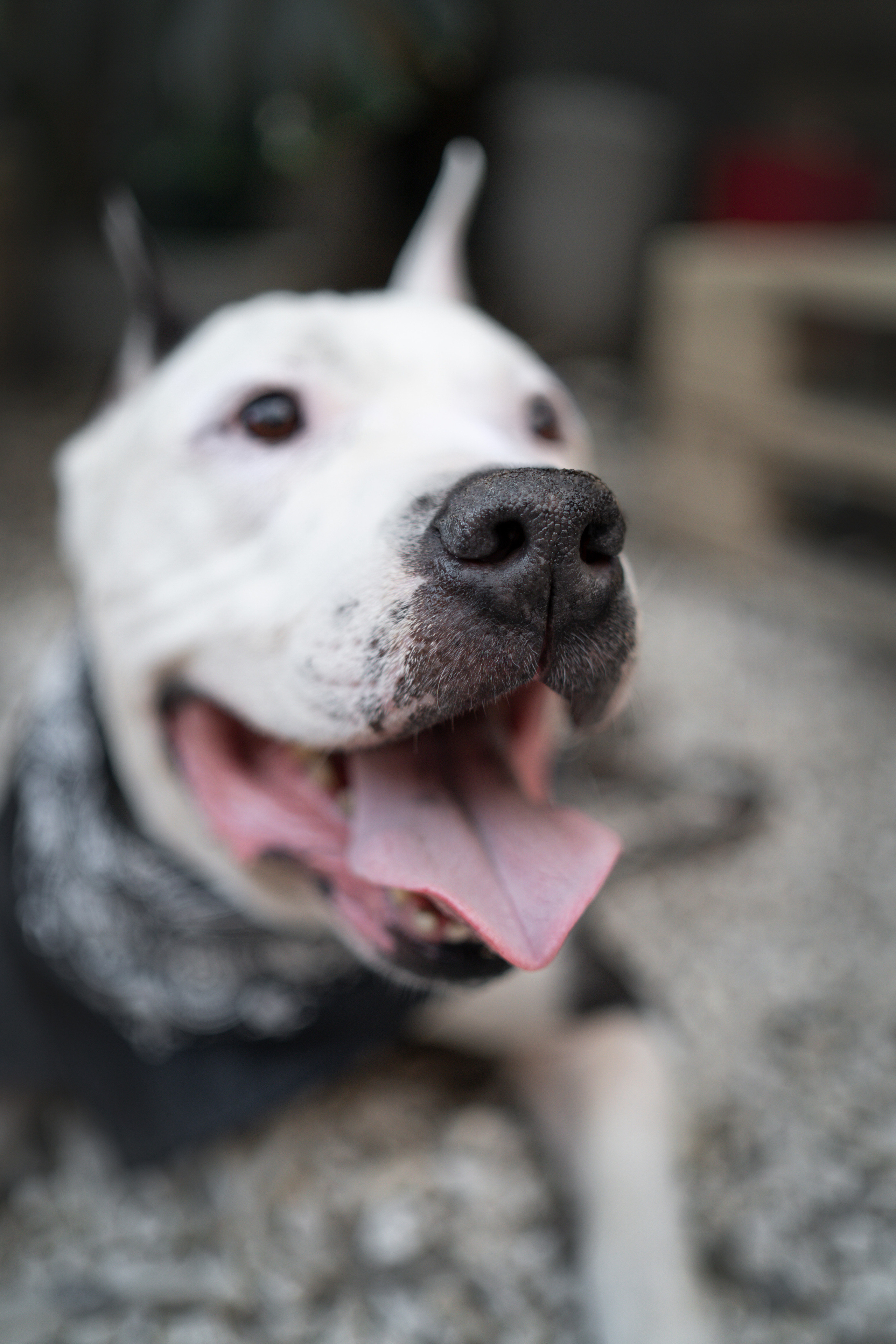 Оля и Пит в городе. Фотограф анималист