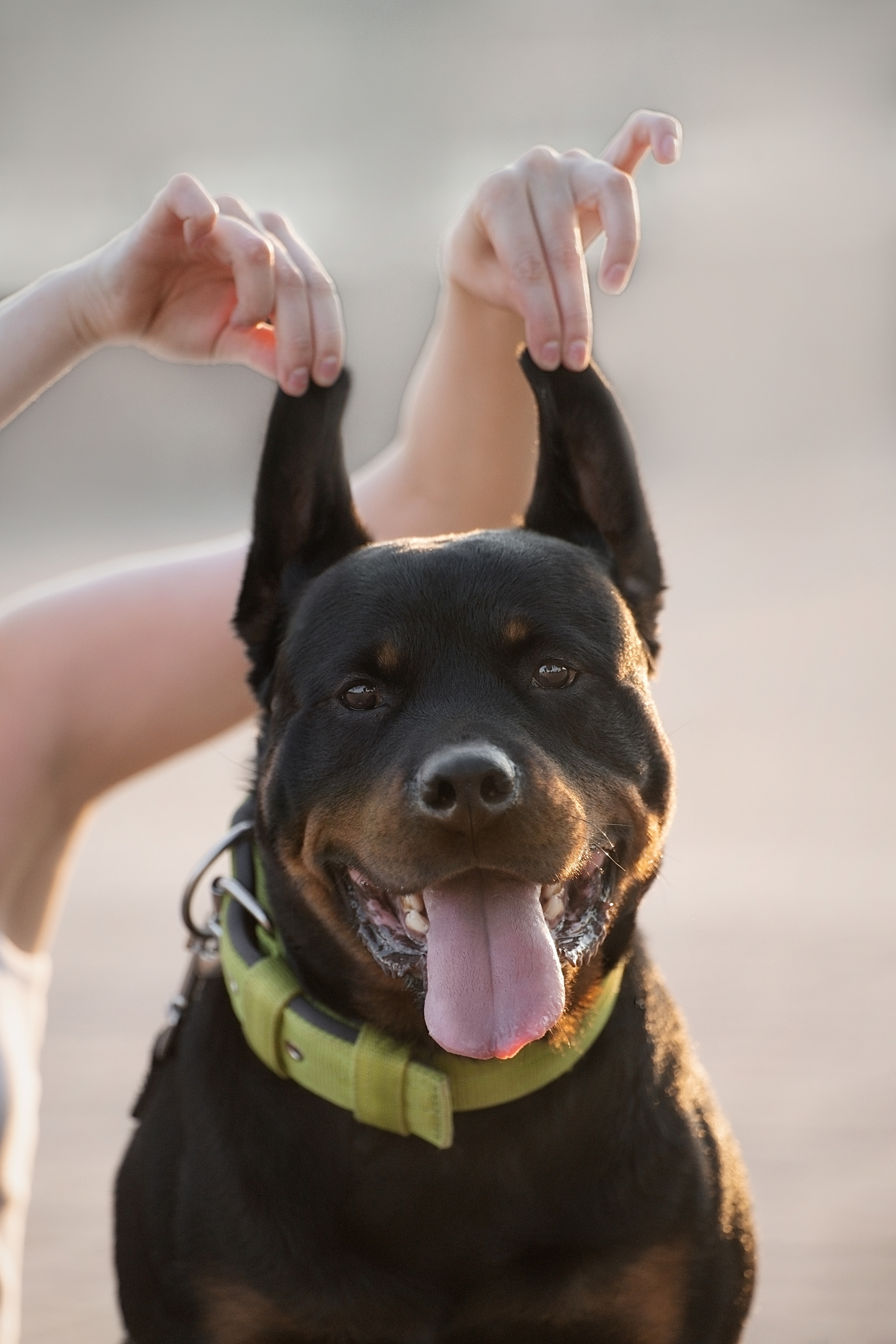 Амадик на рассвете. Фотограф анималист
