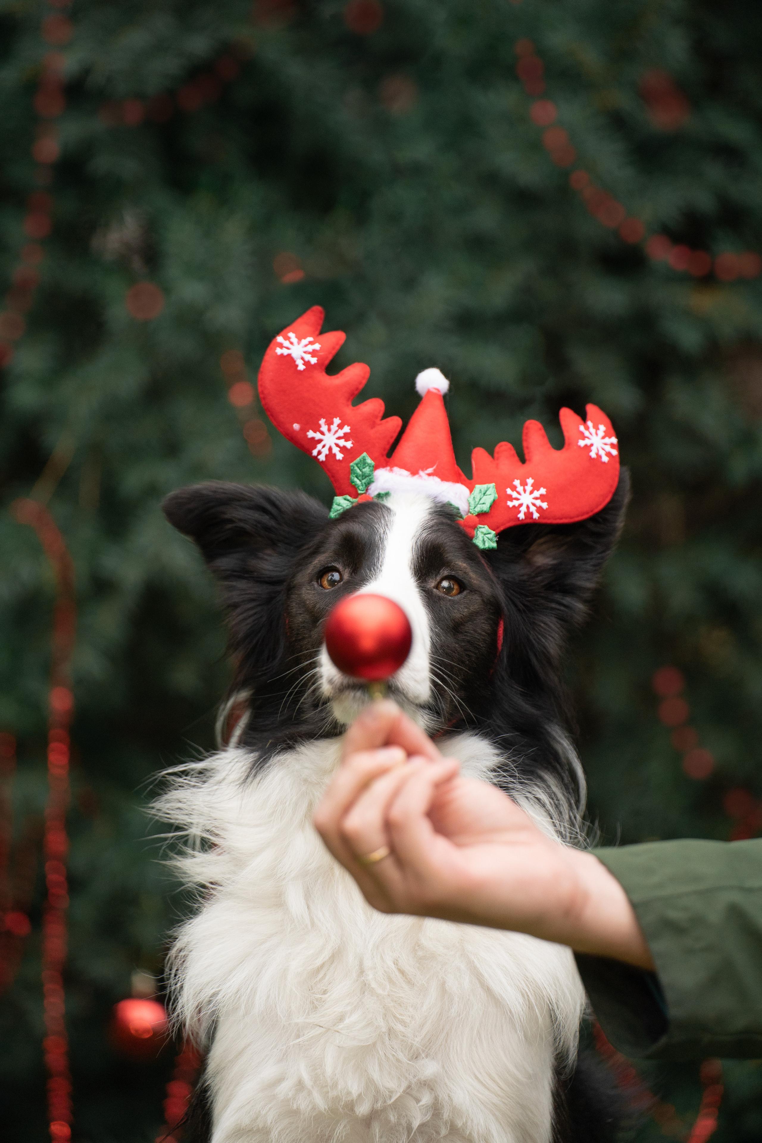 Новогодний Фиш. Фотограф анималист