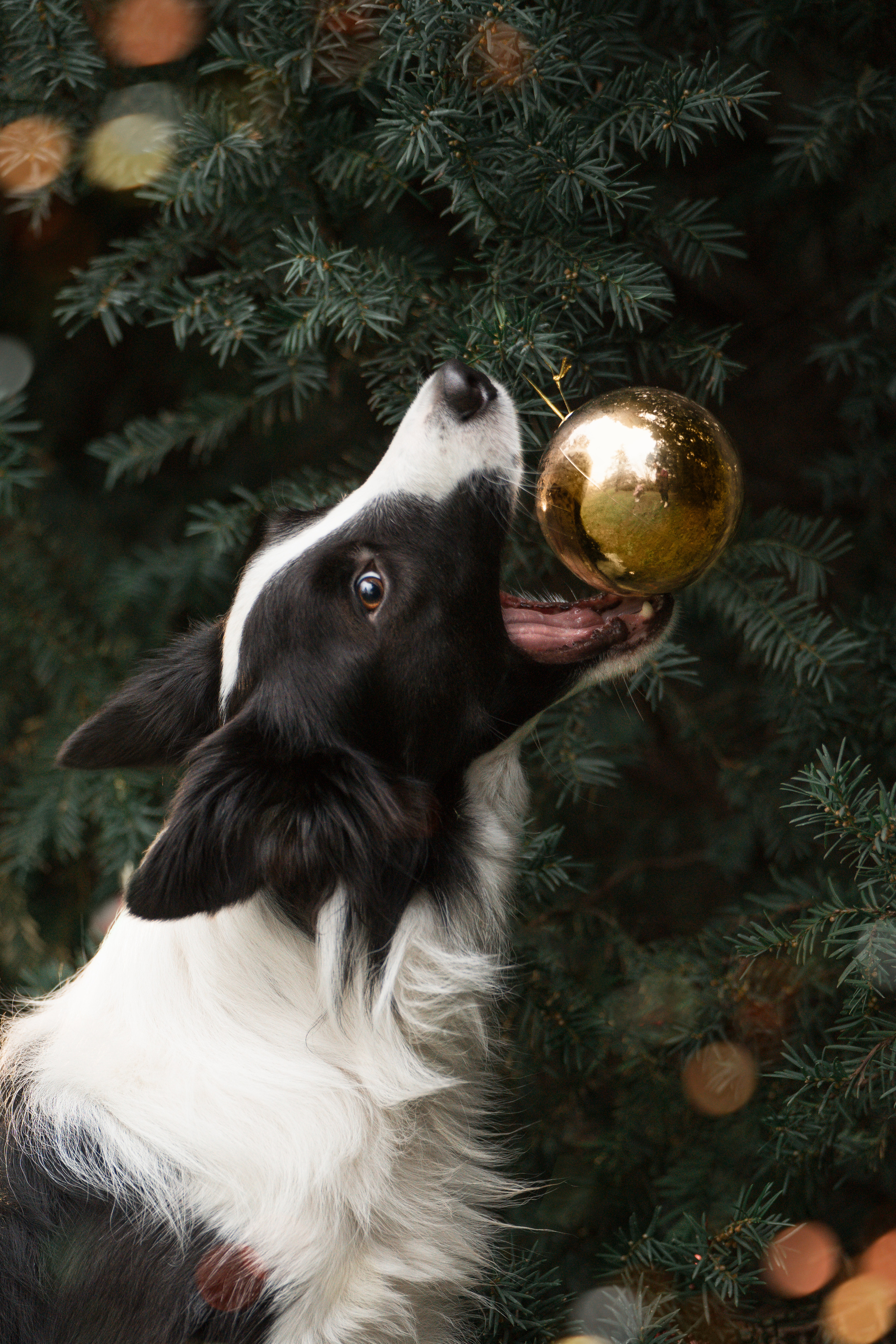 Новогодний Фиш. Фотограф анималист