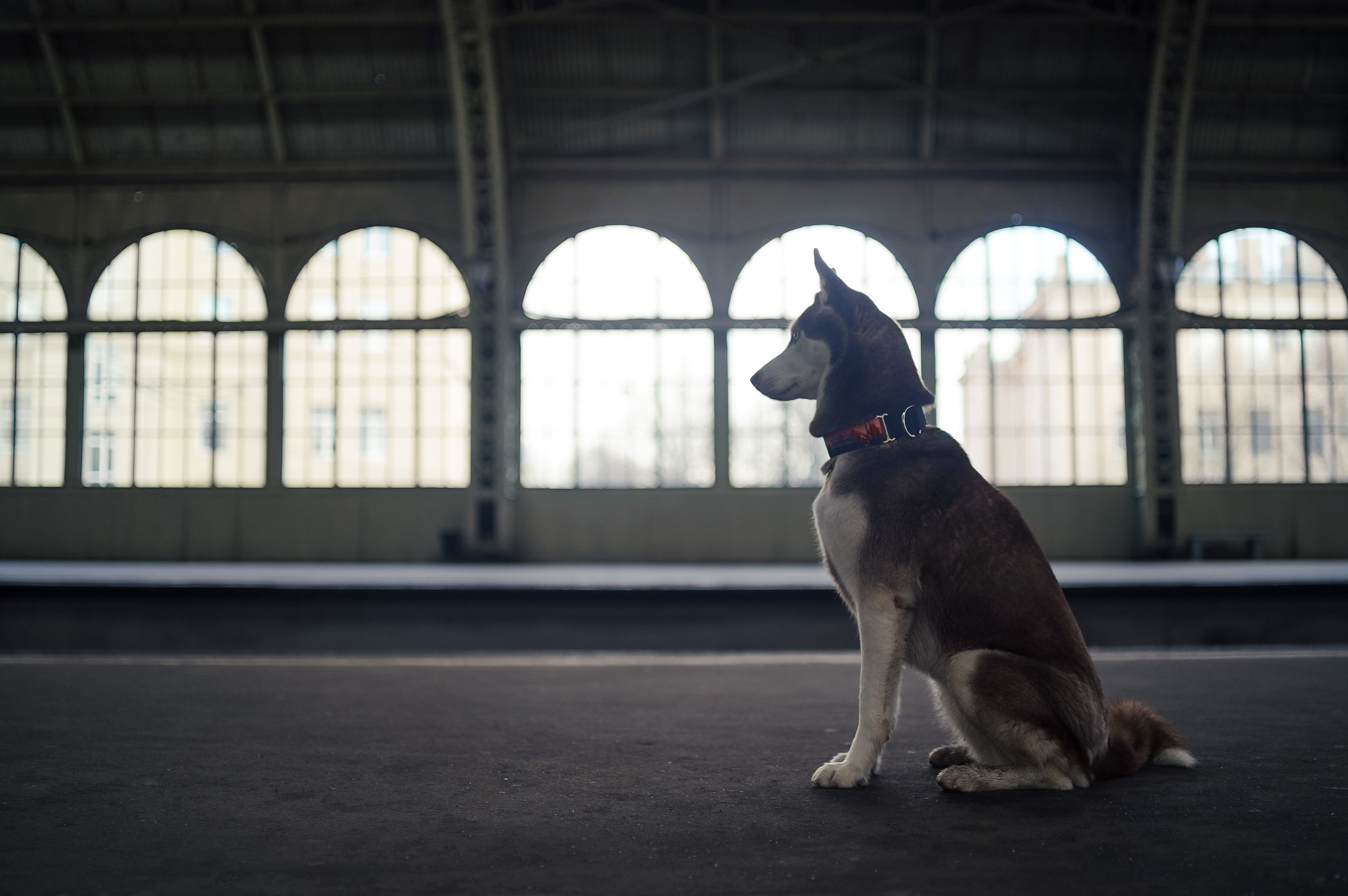 На вокзале. Фотограф анималист