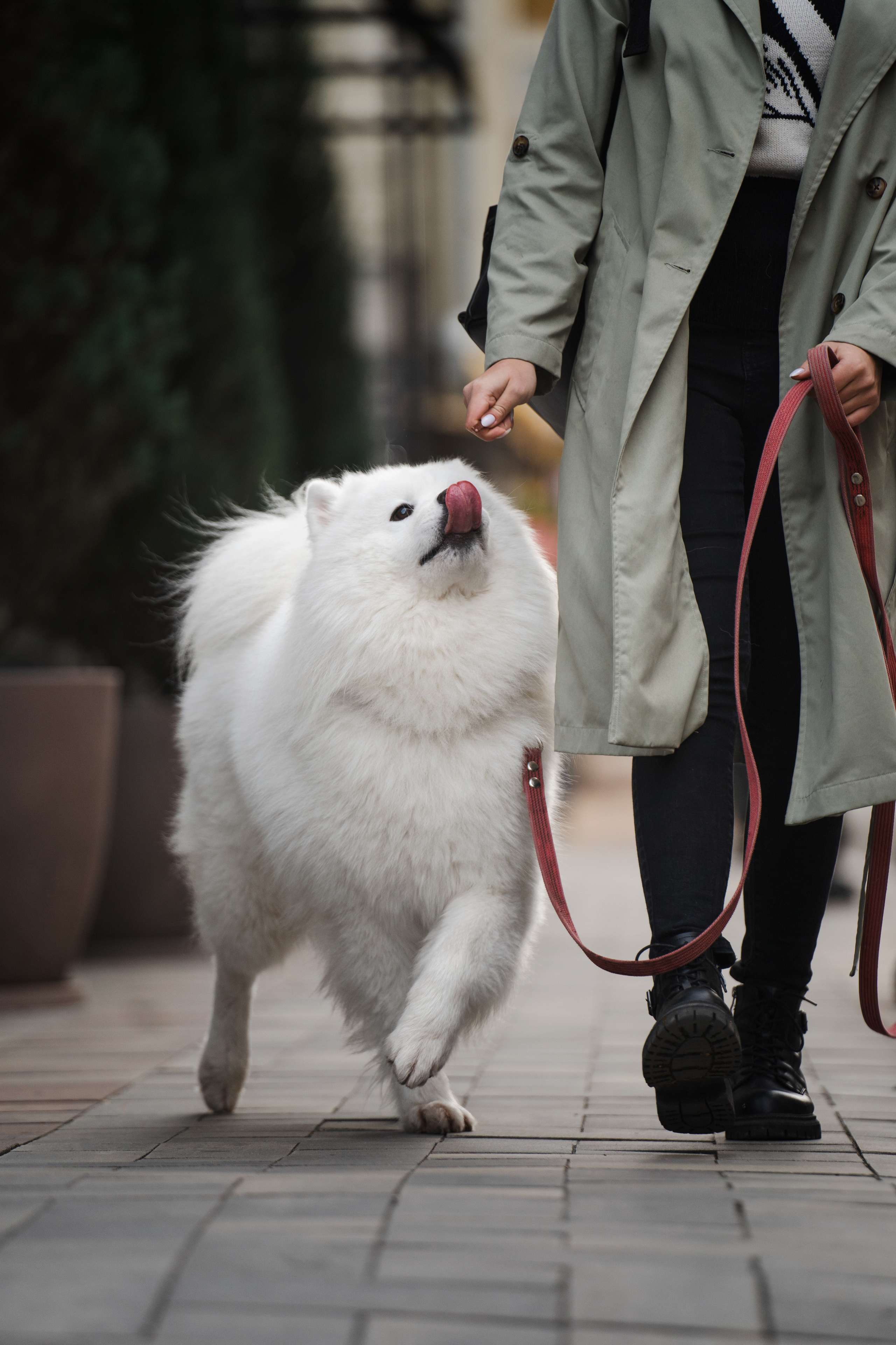 Белый и пушистый. Фотограф анималист