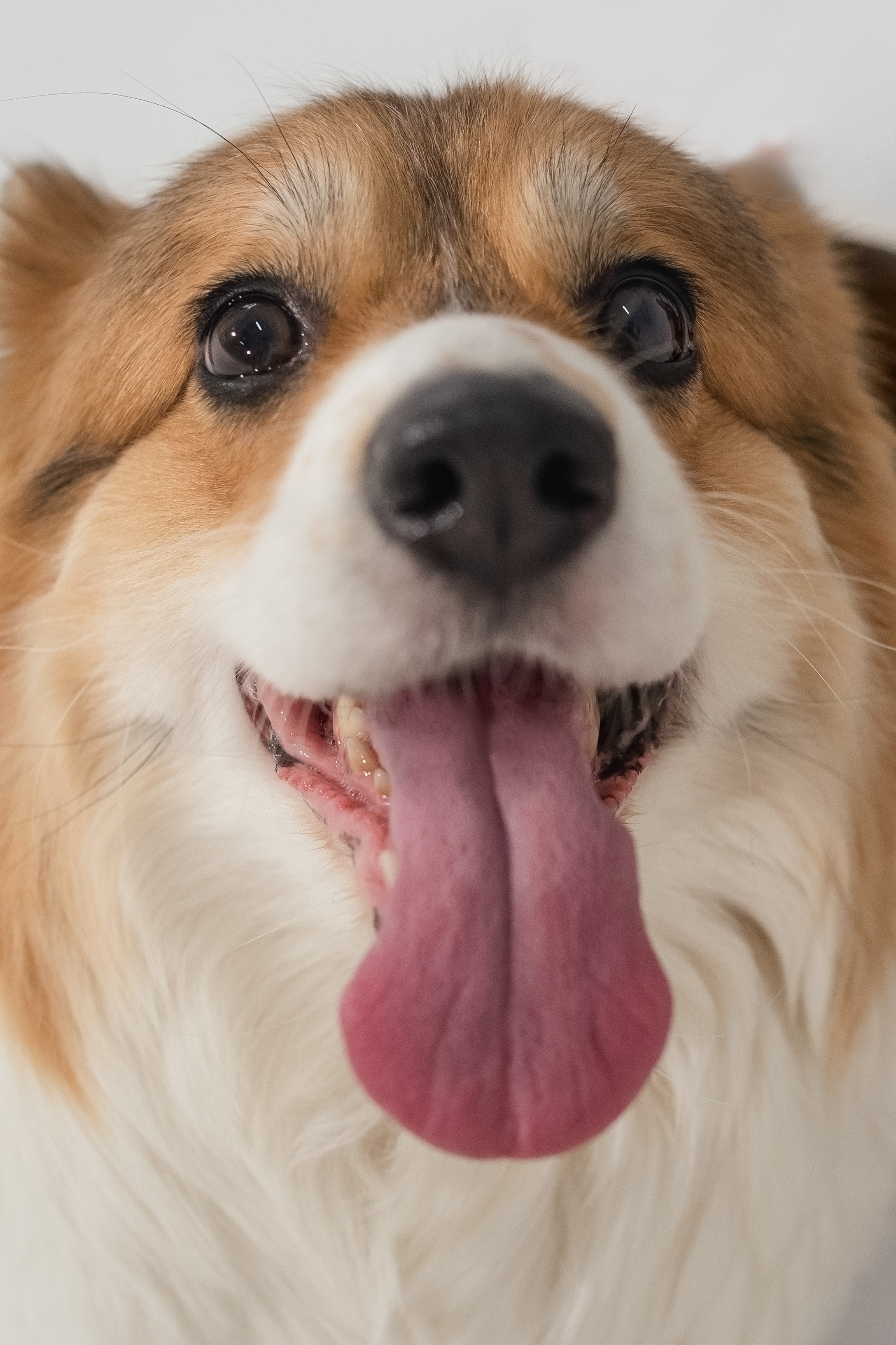 Марина и ее коржики. Фотограф анималист