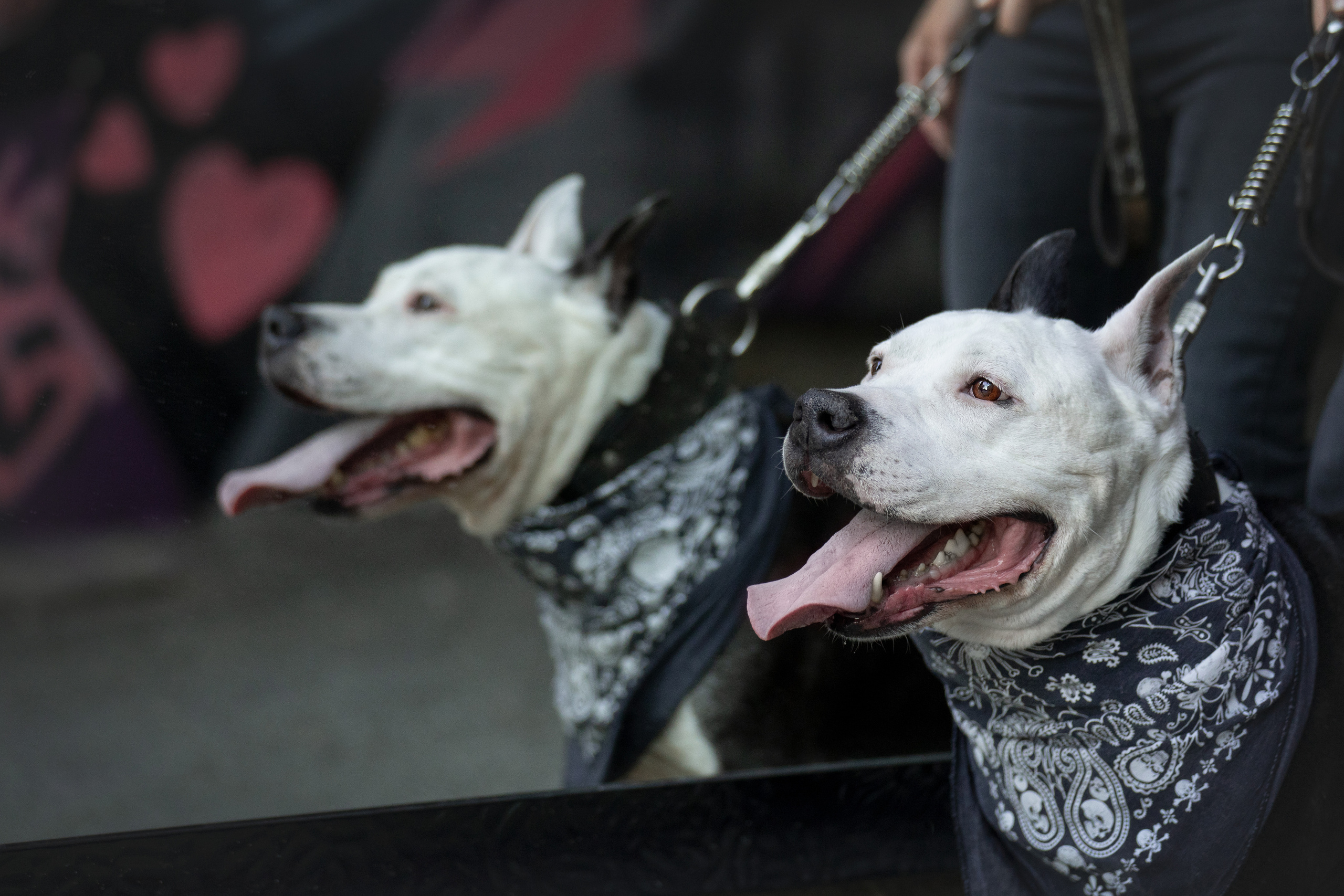 Оля и Пит в городе. Фотограф анималист