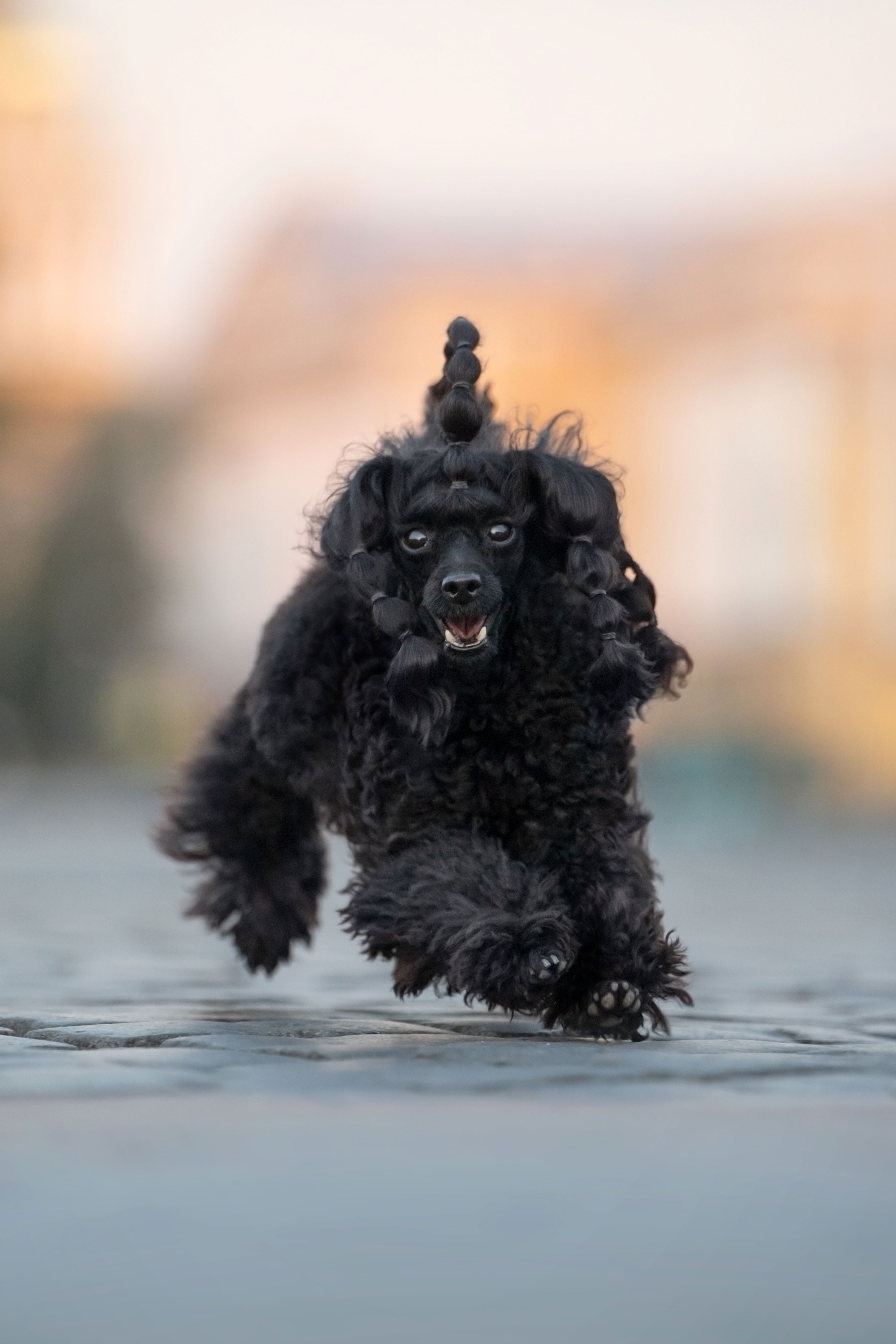 Фотограф анималист