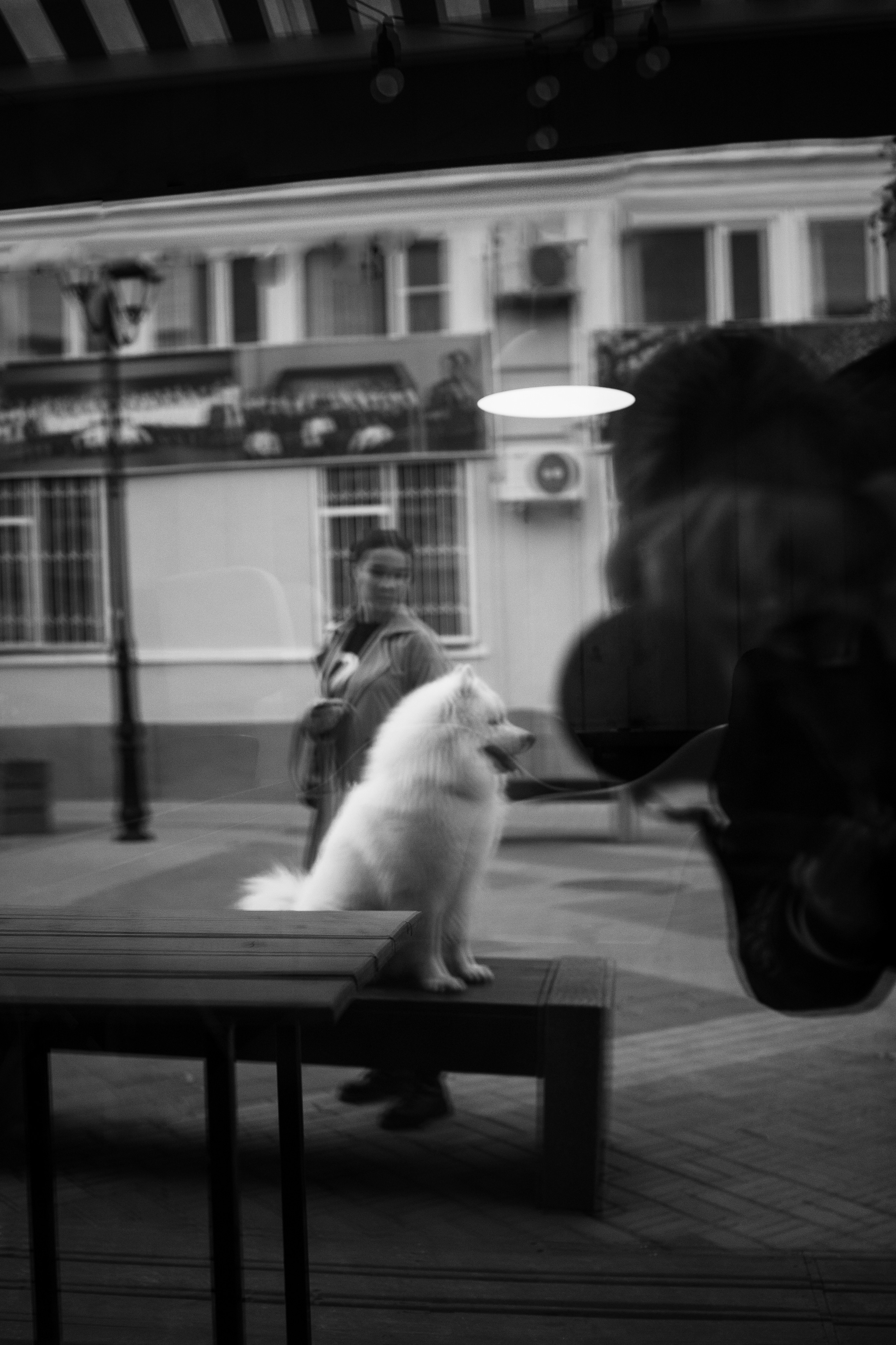 Белый и пушистый. Фотограф анималист