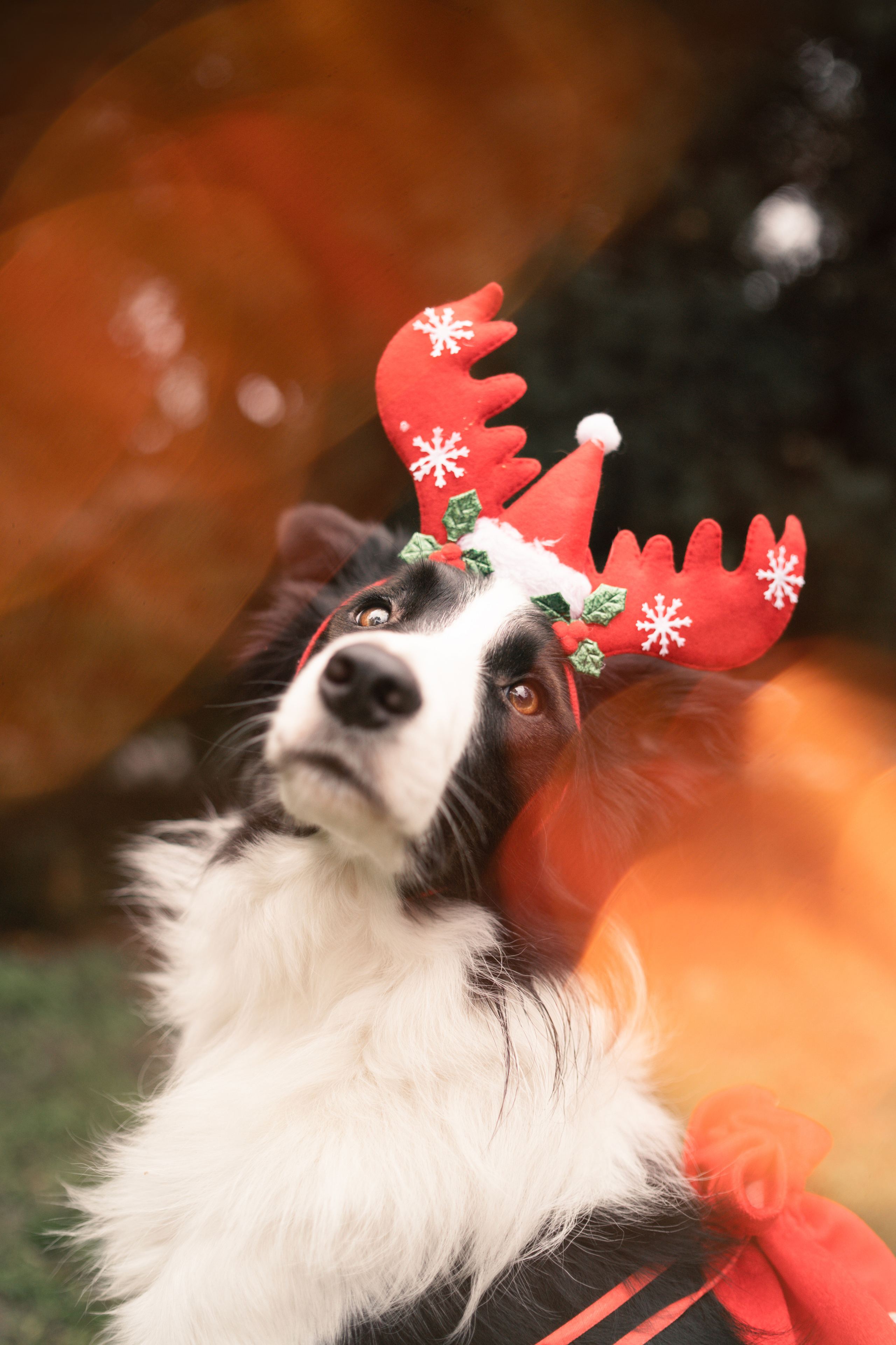 Новогодний Фиш. Фотограф анималист