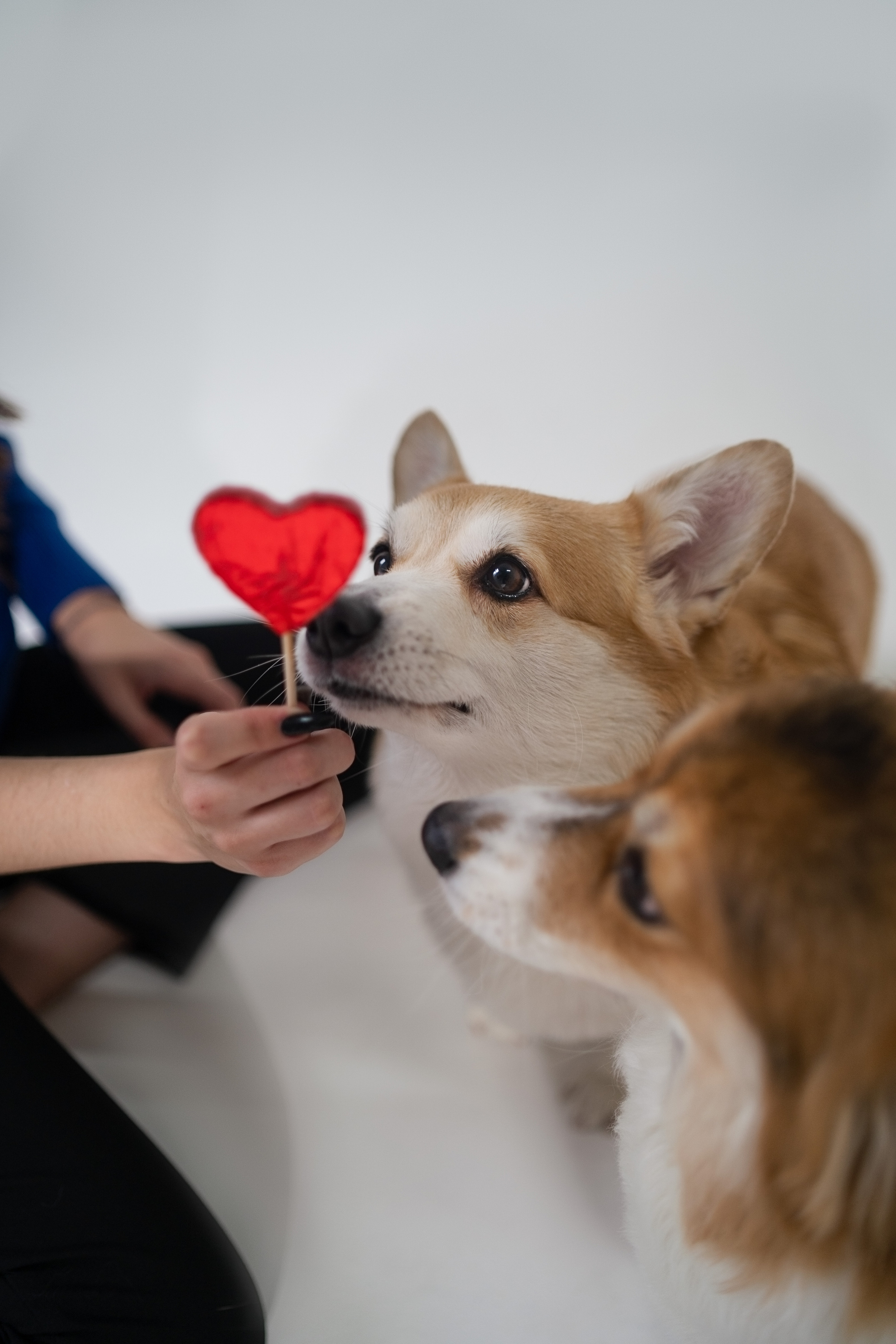Марина и ее коржики. Фотограф анималист