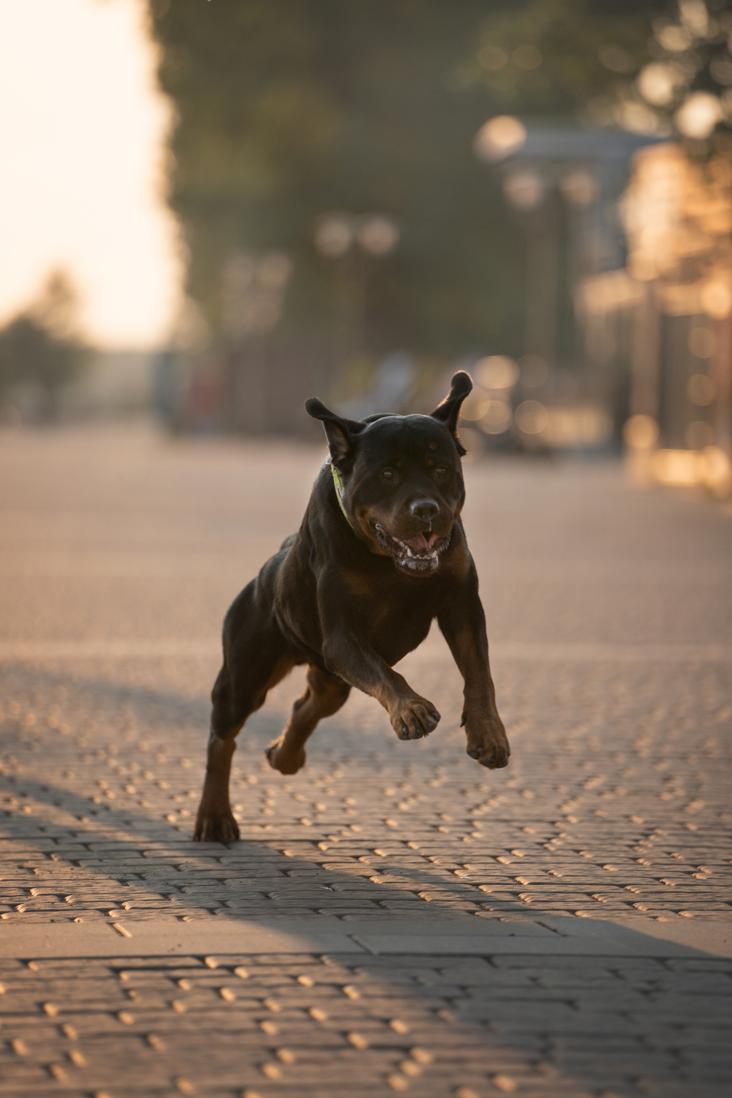Амадик на рассвете. Фотограф анималист