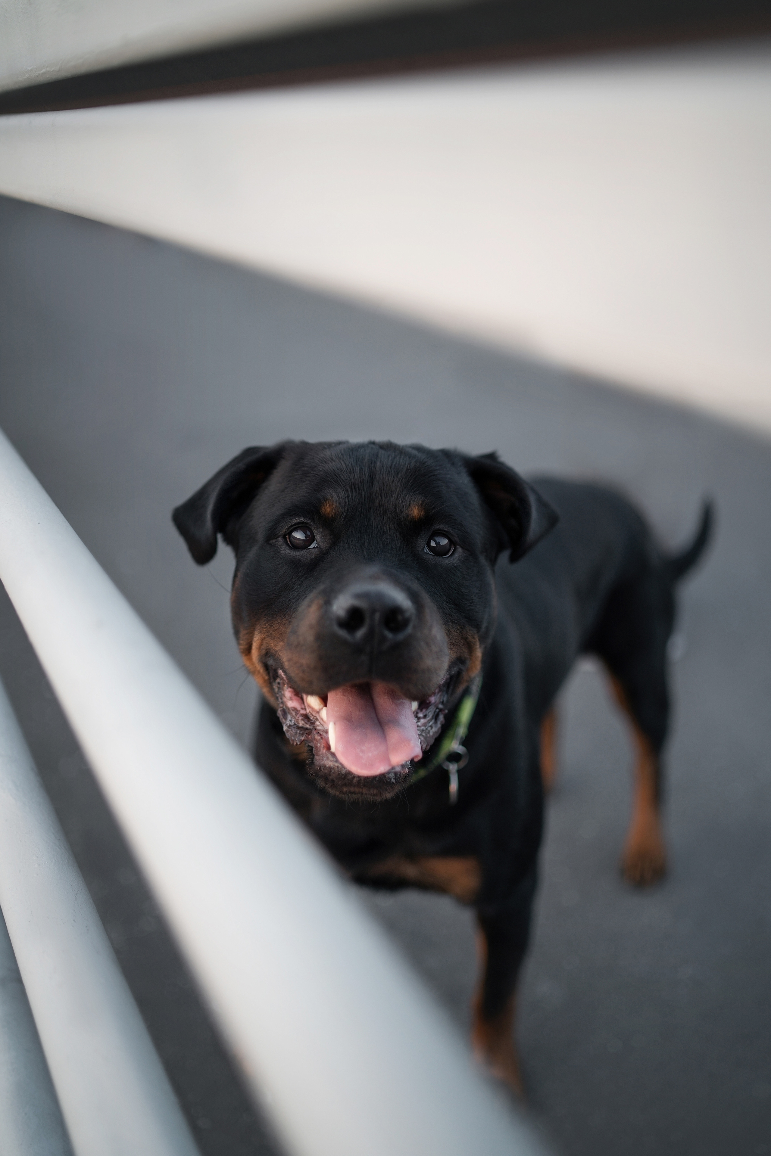 Амадик на рассвете. Фотограф анималист