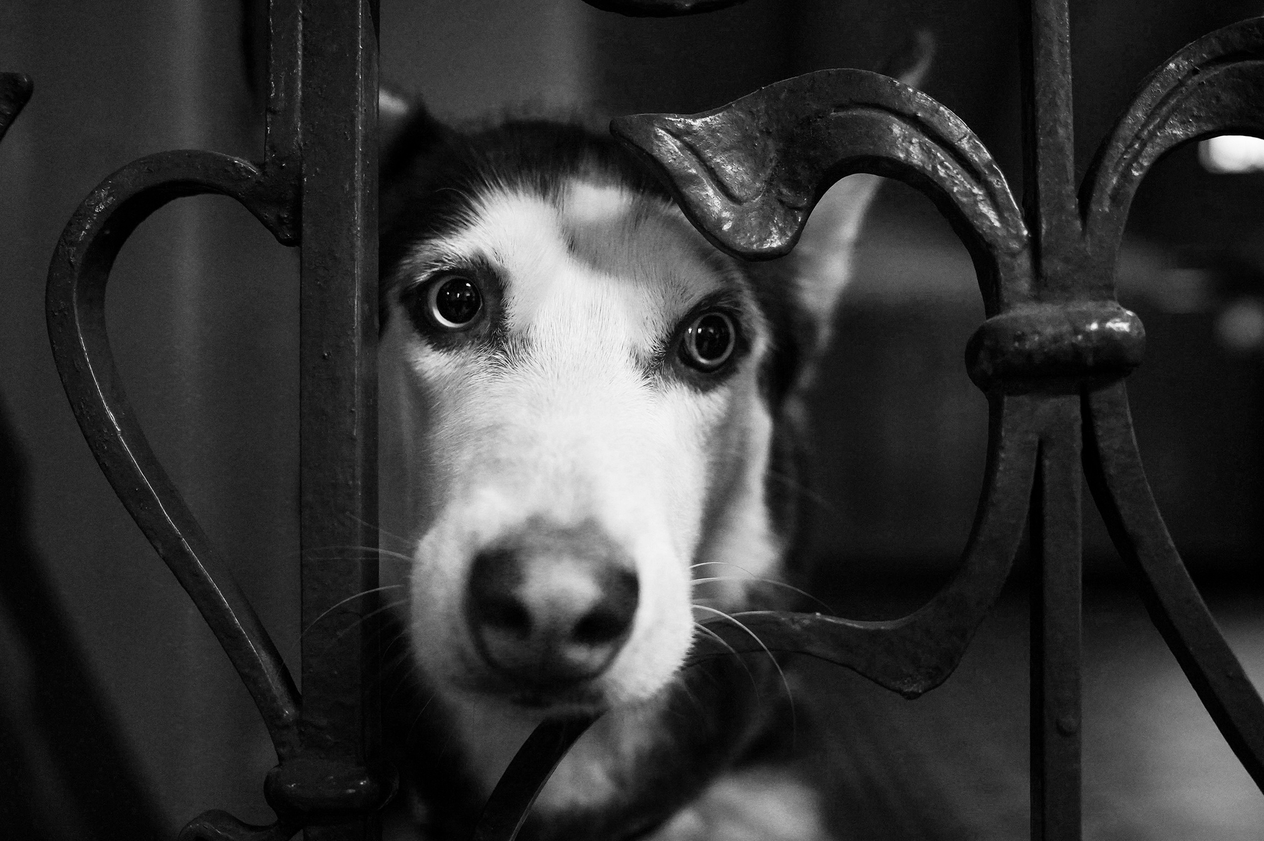 На вокзале. Фотограф анималист