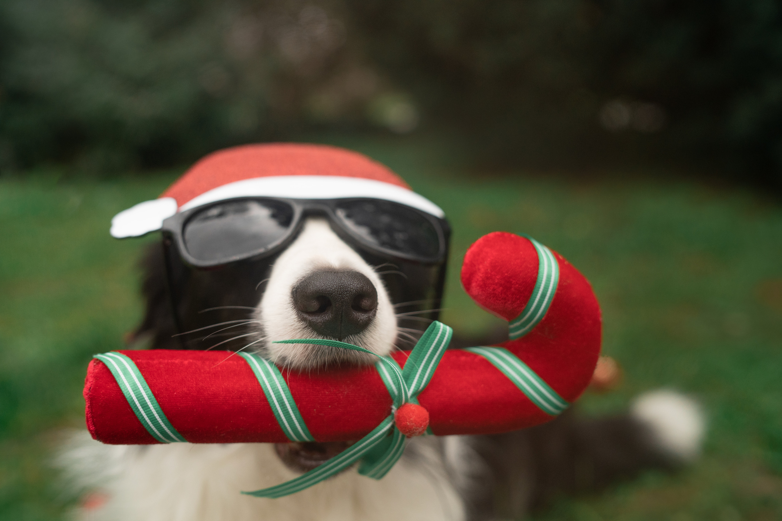 Новогодний Фиш. Фотограф анималист