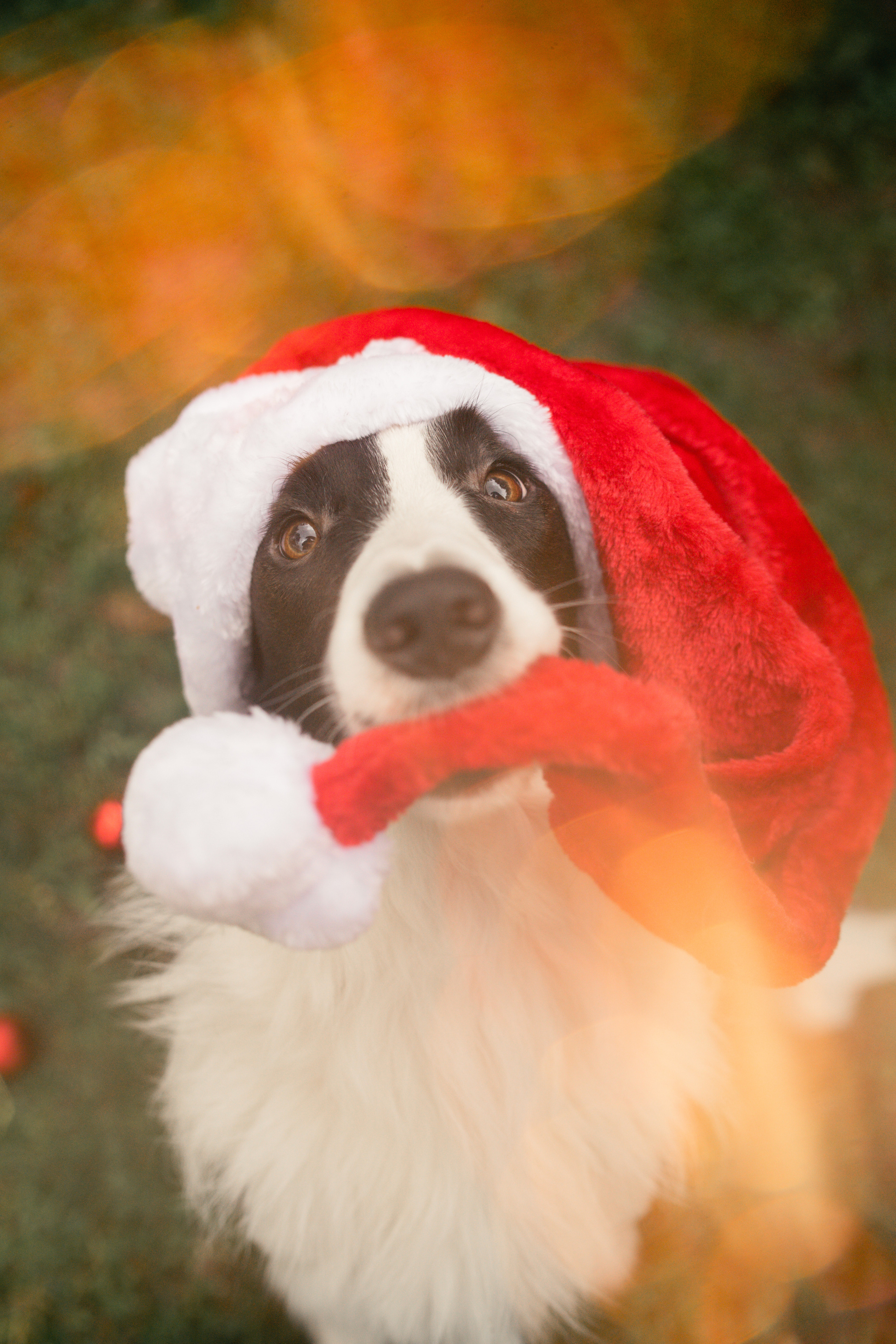 Новогодний Фиш. Фотограф анималист