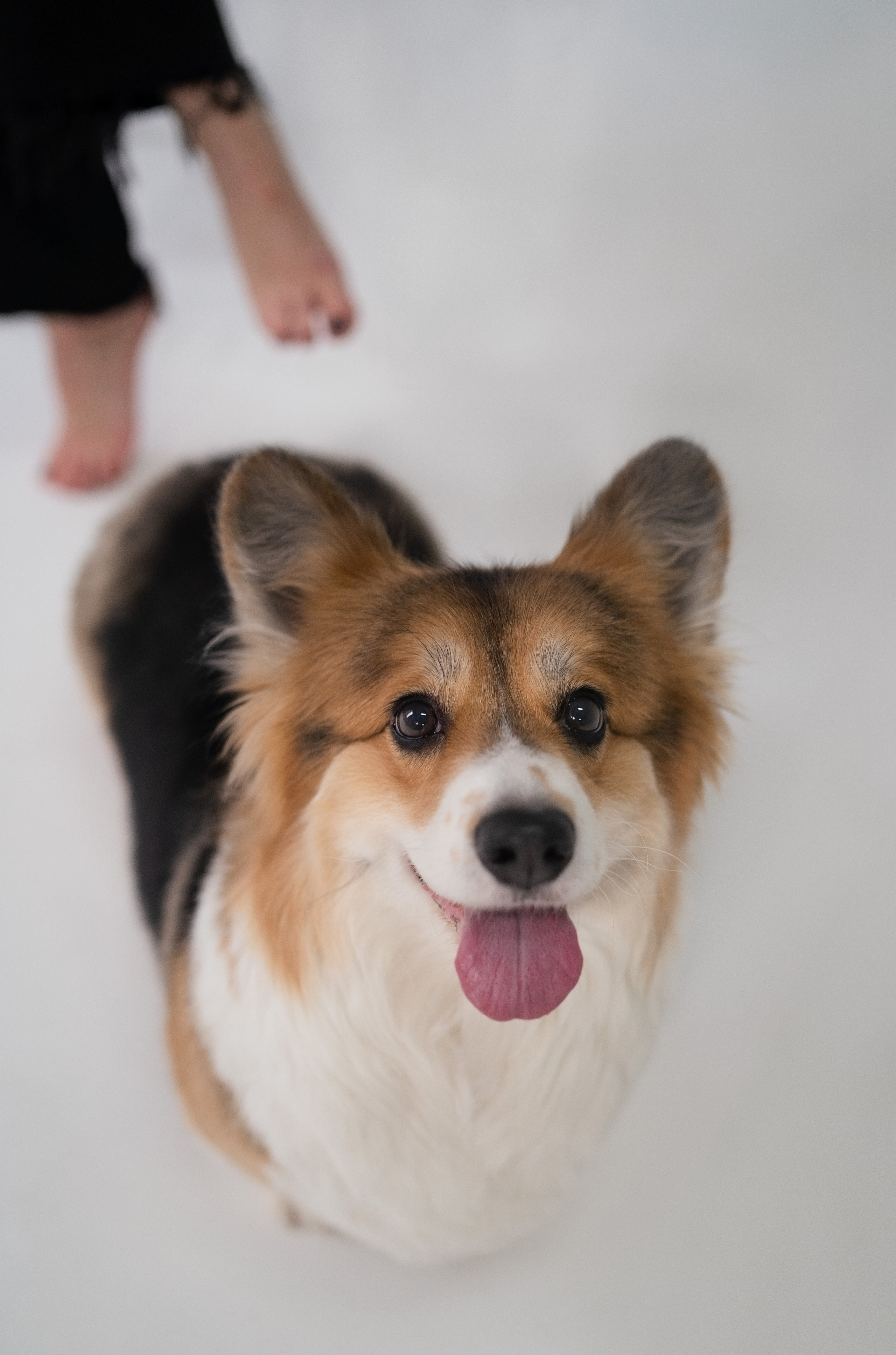 Марина и ее коржики. Фотограф анималист