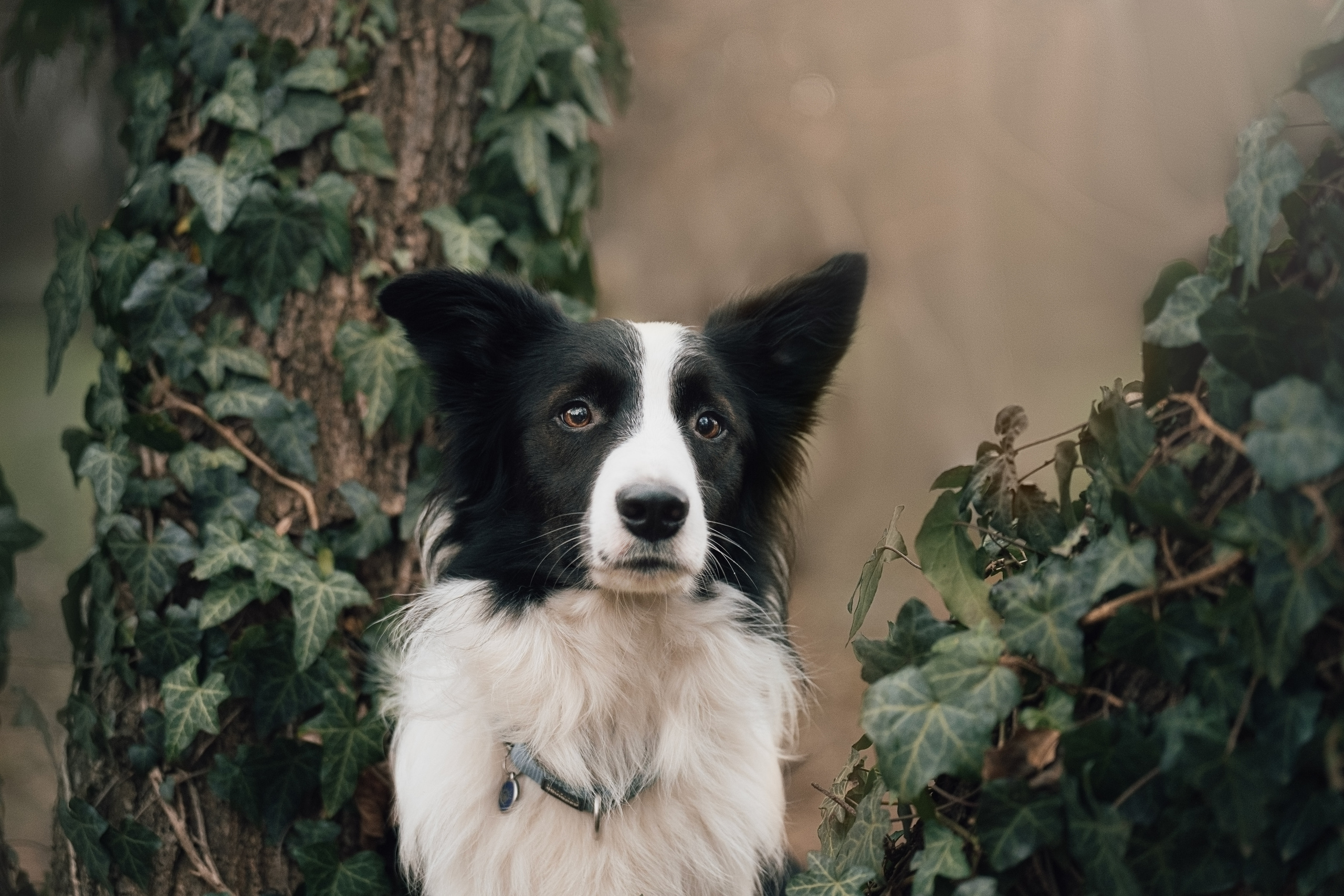Новогодний Фиш. Фотограф анималист