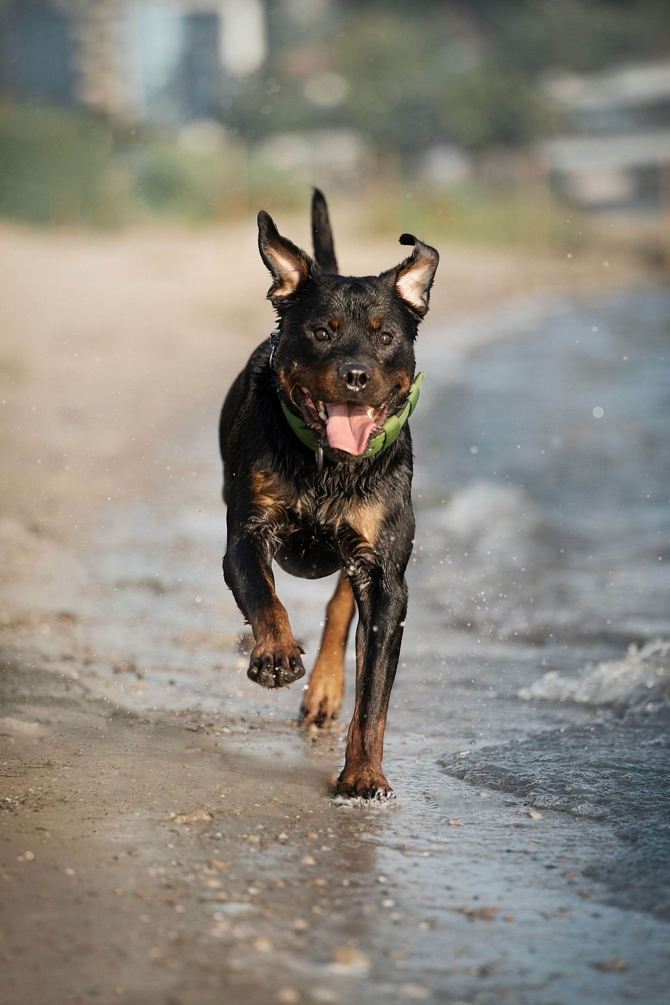 Амадик на рассвете. Фотограф анималист