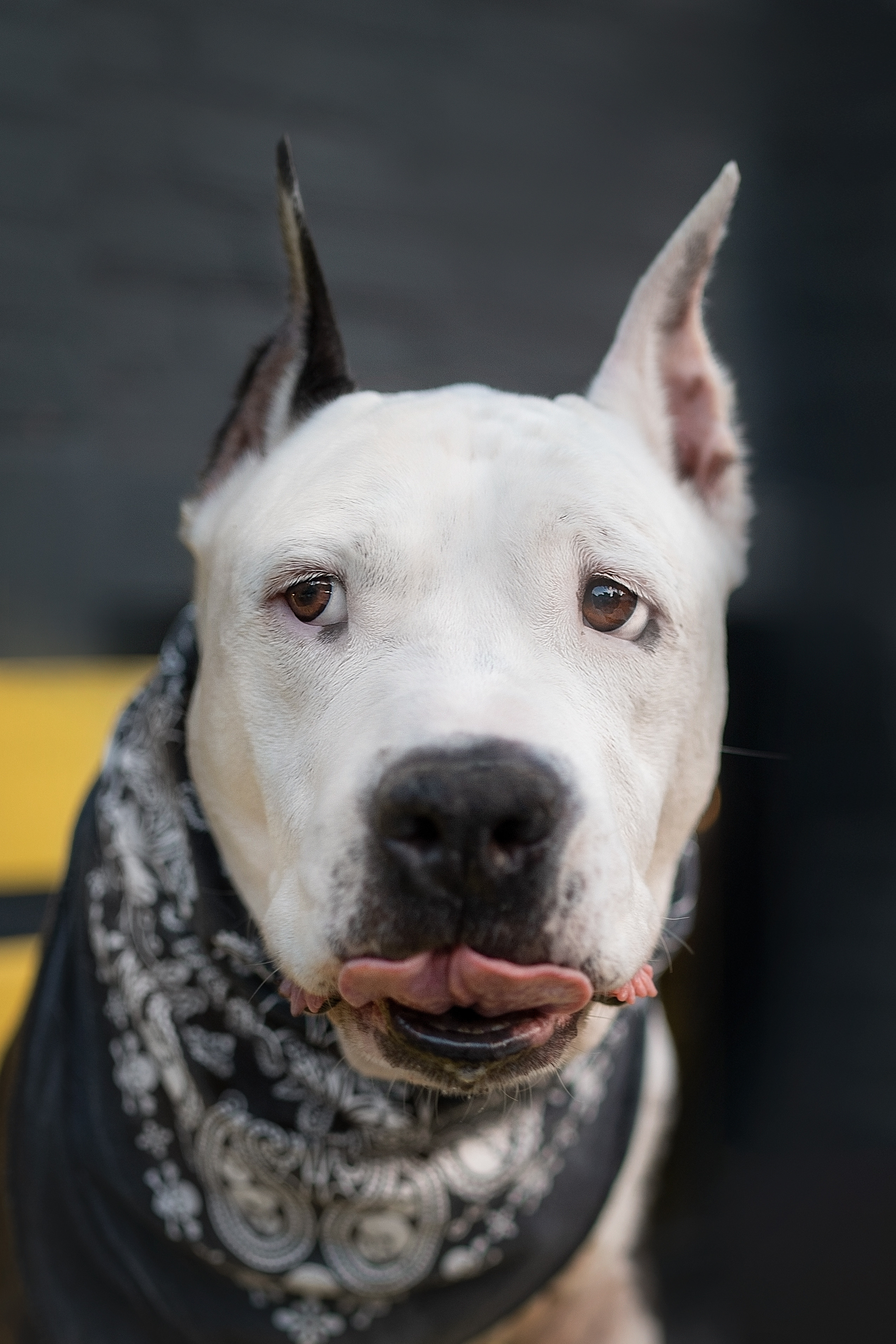 Оля и Пит в городе. Фотограф анималист